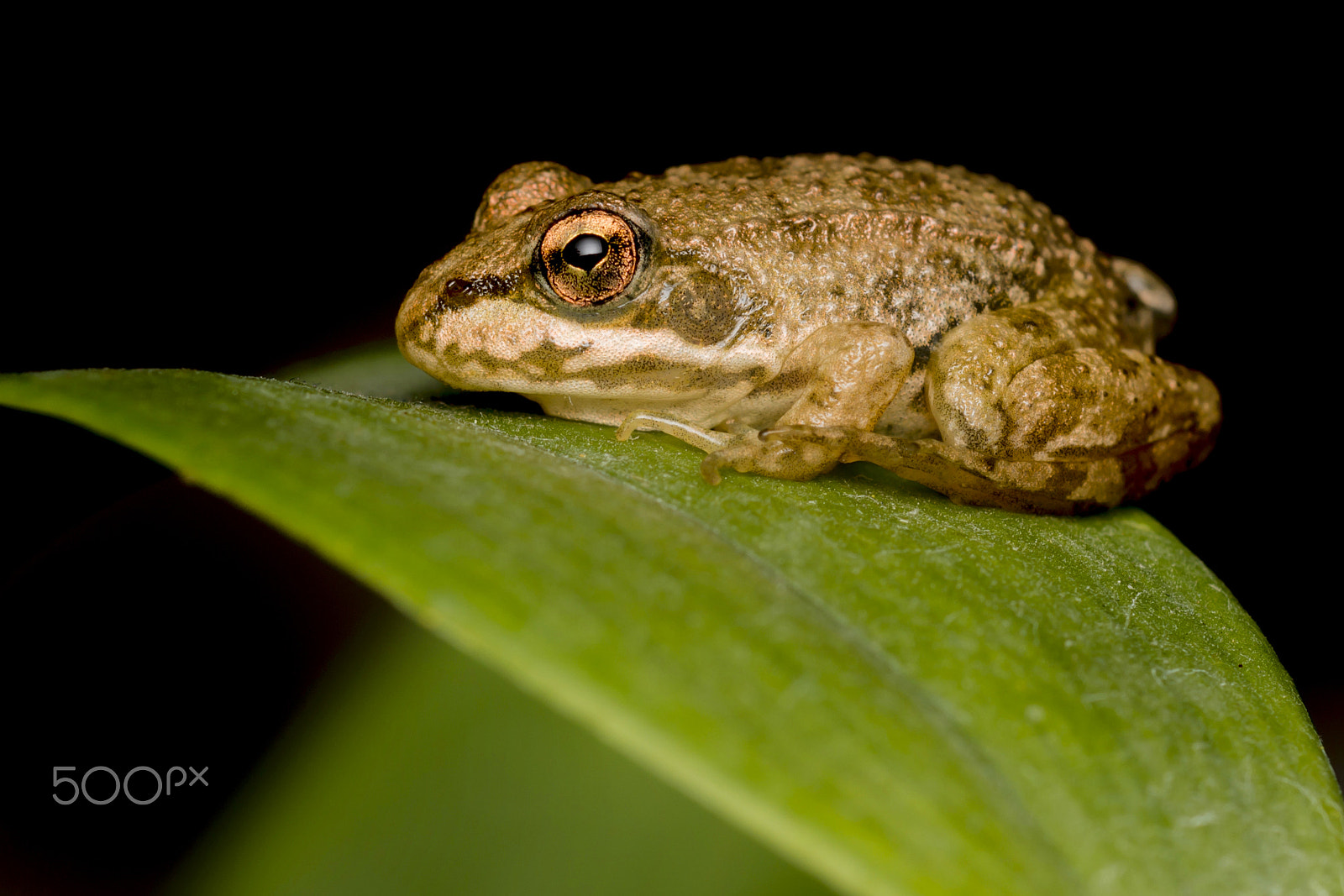Nikon D800 + PC Micro-Nikkor 85mm f/2.8D sample photo. Frog on a leaf photography