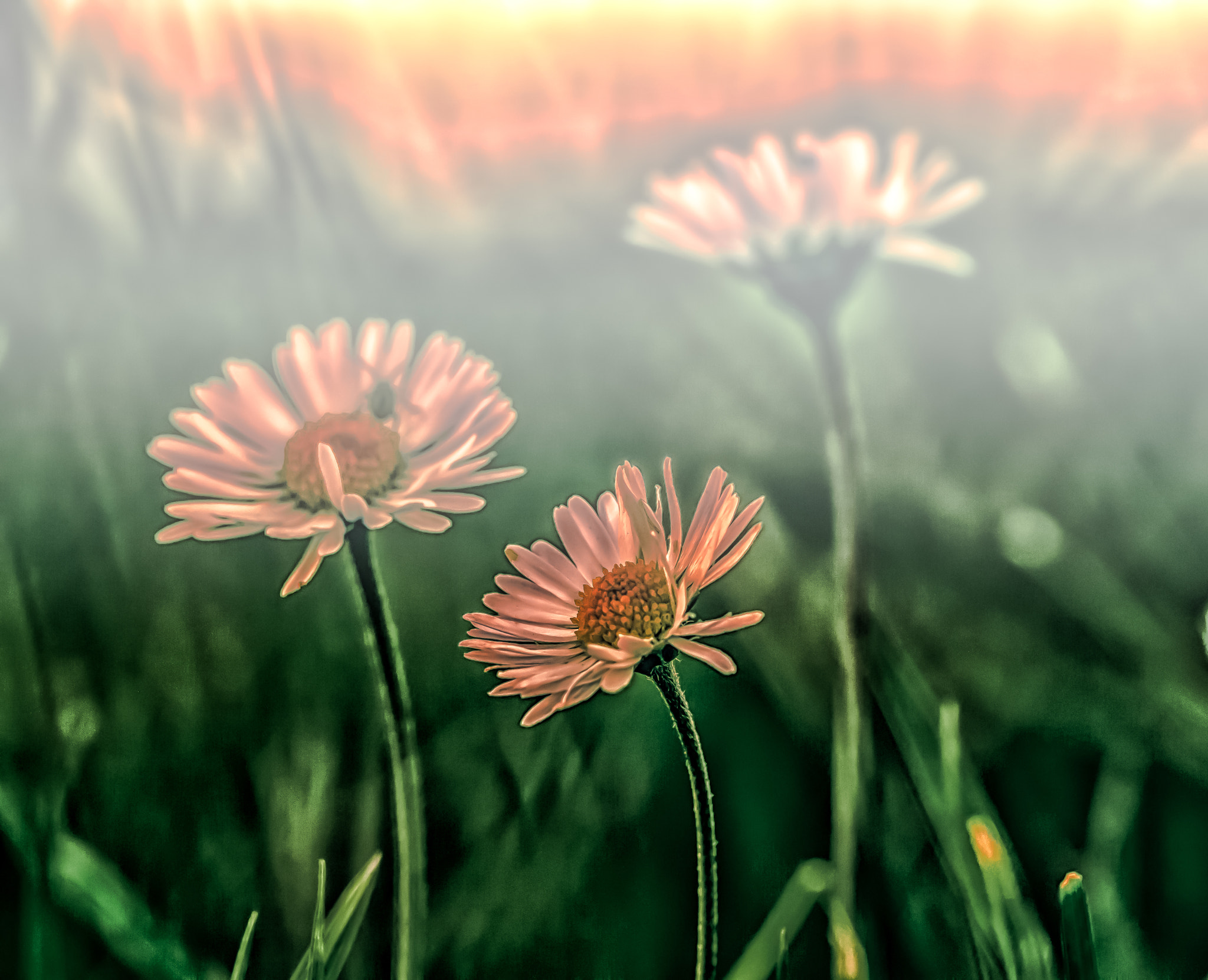 Sony SLT-A58 + 105mm F2.8 sample photo. Flowers in the fog photography