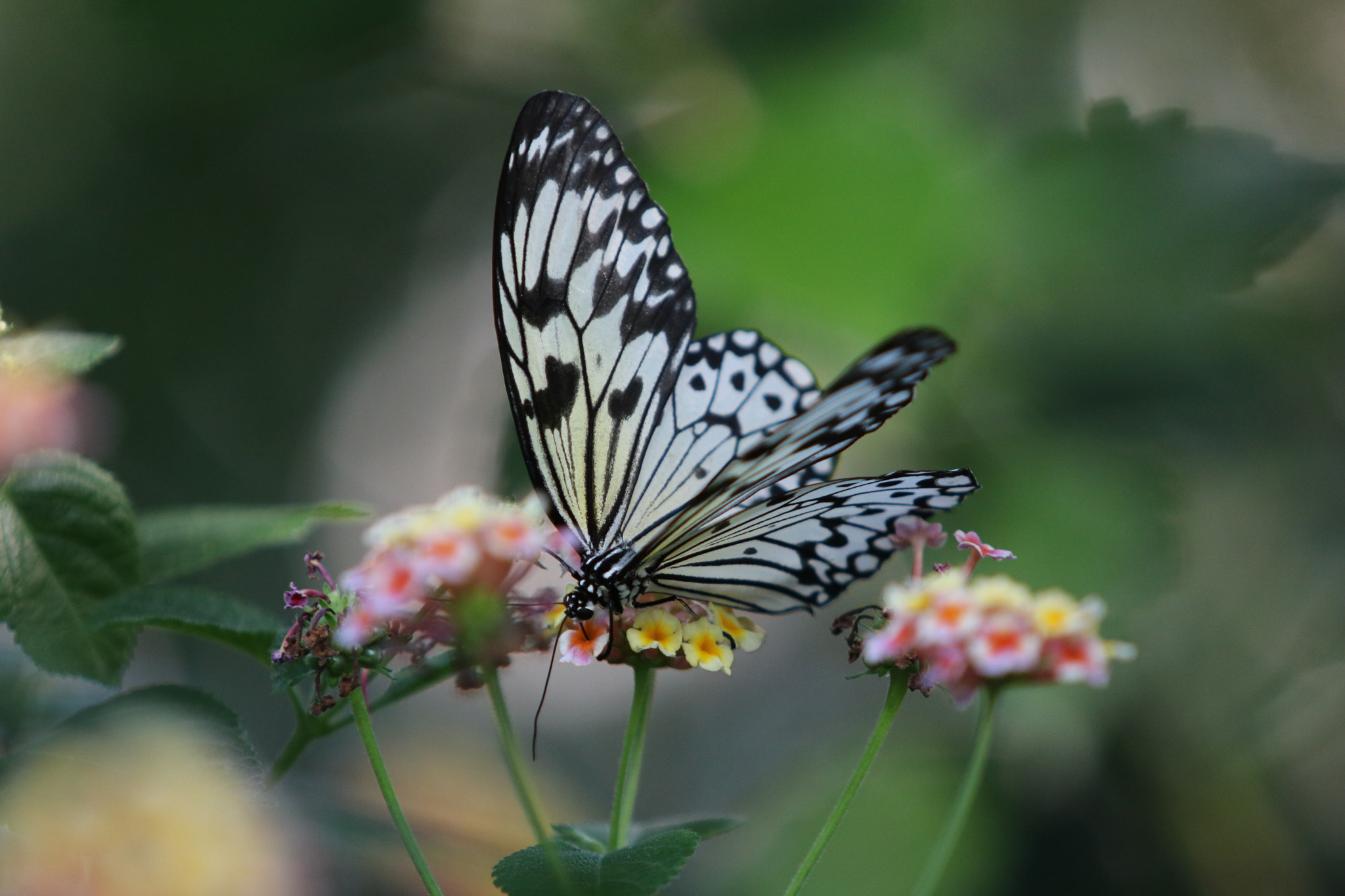 Canon EF 70-200mm F2.8L USM sample photo. Miam photography