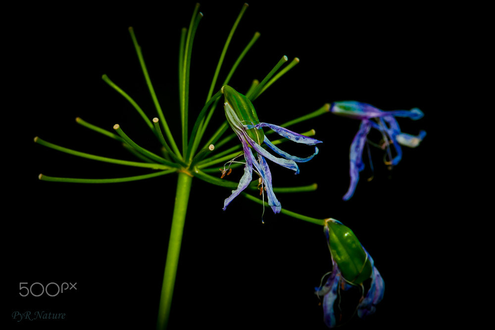 Nikon D300S sample photo. Marchitas photography