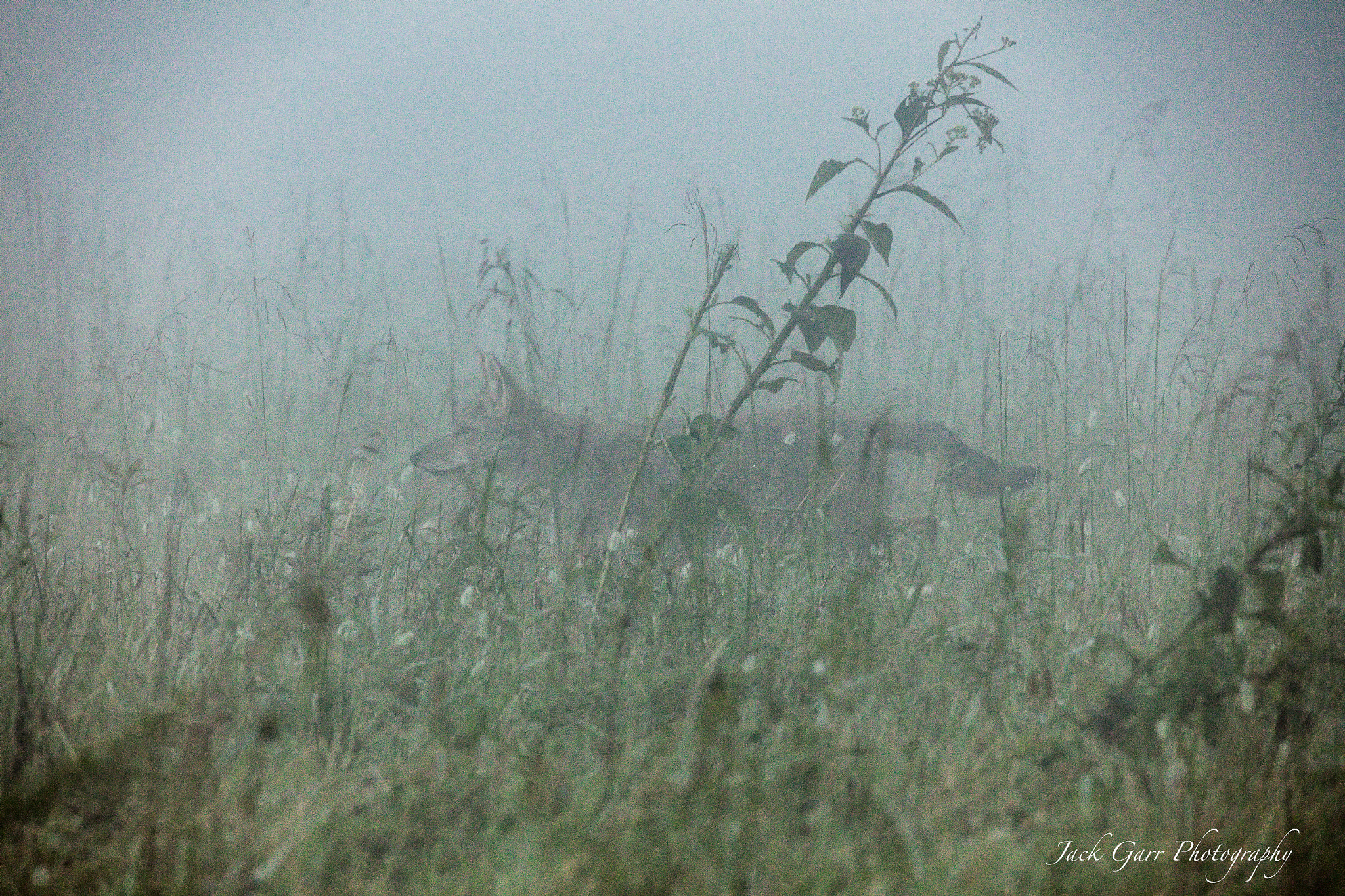 Canon EOS 5DS + 150-600mm F5-6.3 DG OS HSM | Sports 014 sample photo. Coyote hunting in the fog cades cove photography