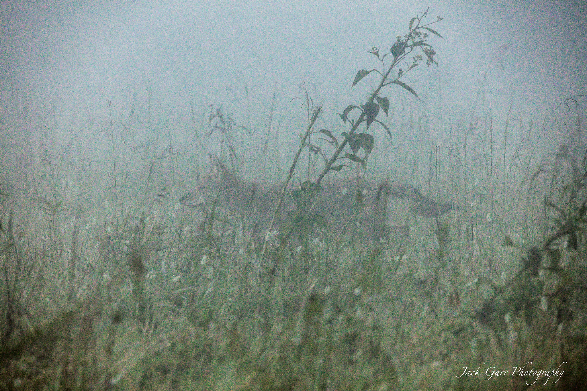 150-600mm F5-6.3 DG OS HSM | Sports 014 sample photo. Coyote hunting in the fog cades cove photography