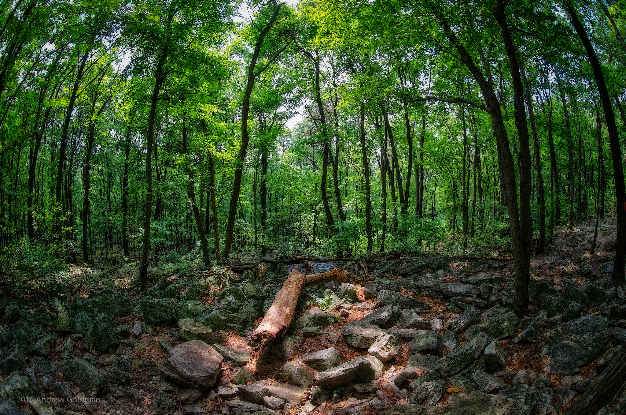 Nikon AF DX Fisheye-Nikkor 10.5mm F2.8G ED sample photo. Deep in the woods photography