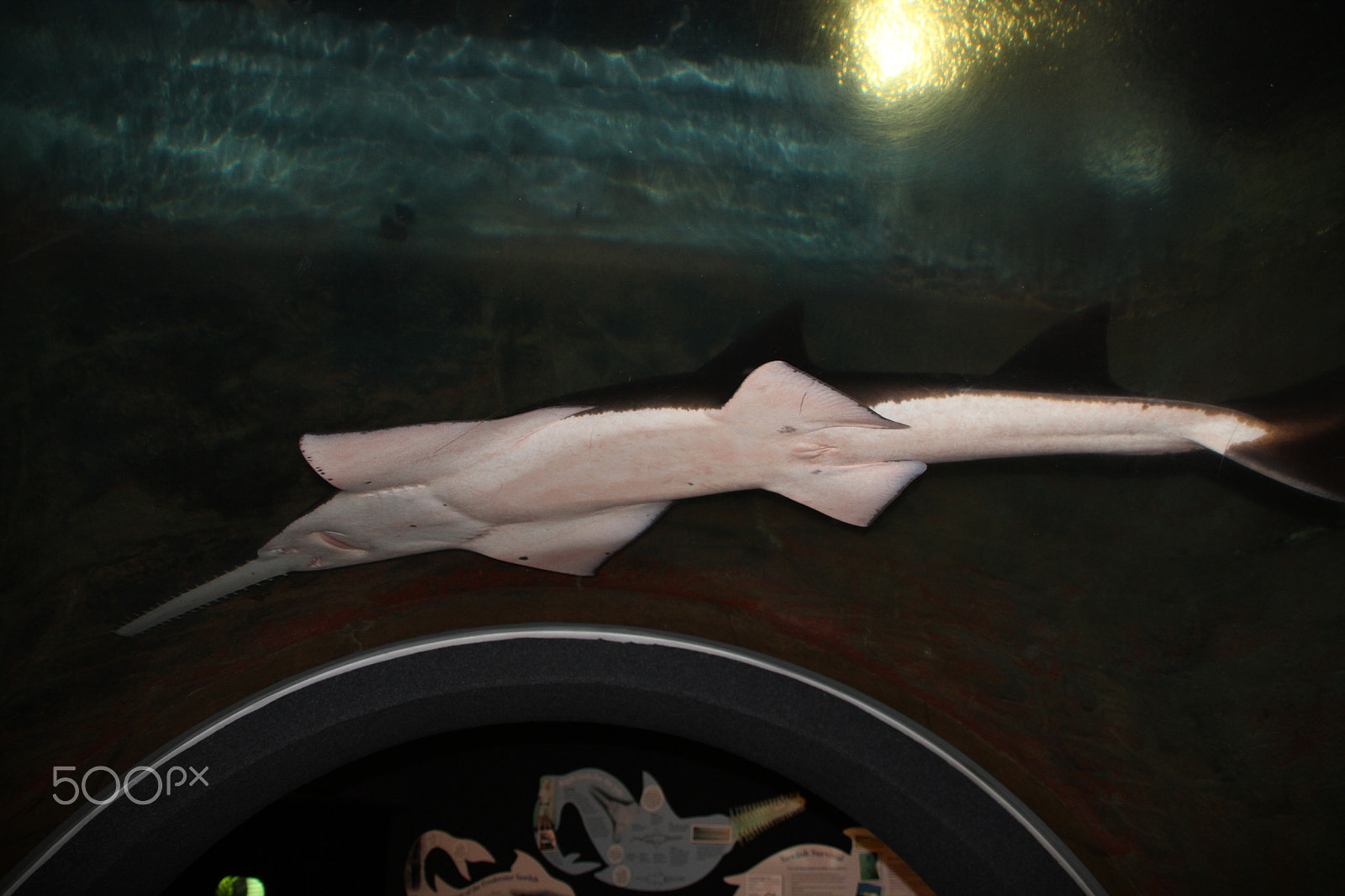Sigma 18-200mm f/3.5-6.3 DC OS sample photo. Hitachi the amazing sawfish photography