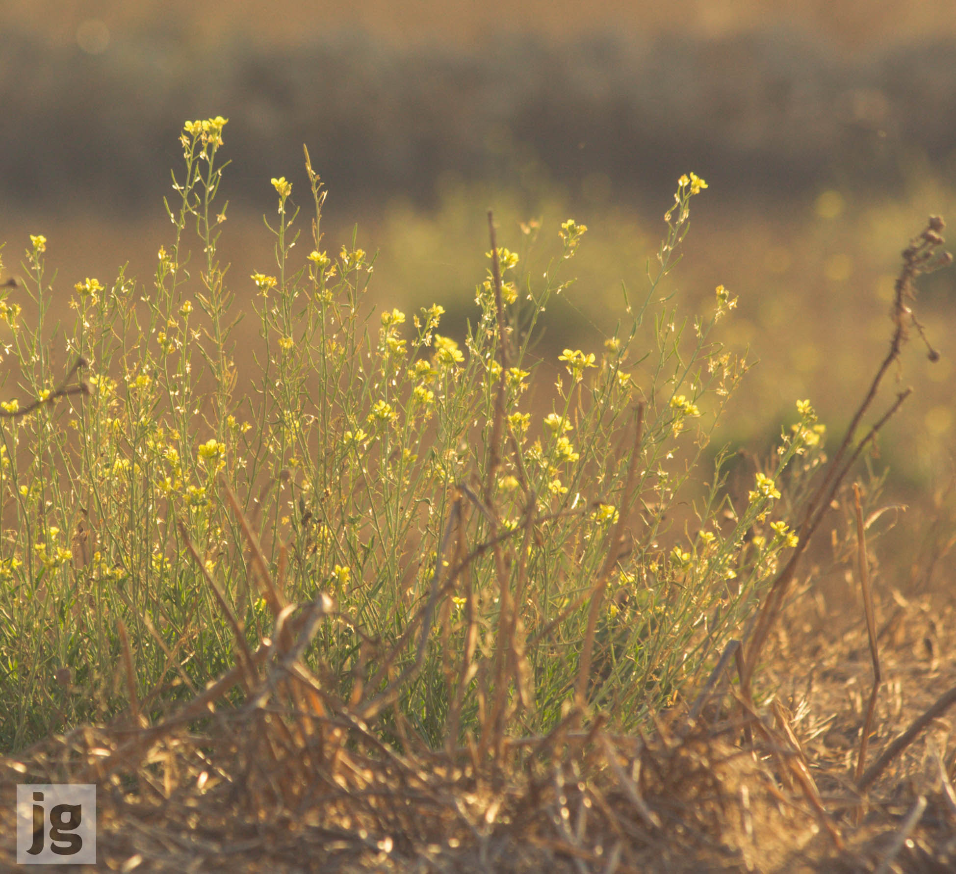 Canon EF 70-300mm F4-5.6 IS USM sample photo. The beauty of wild flowers photography