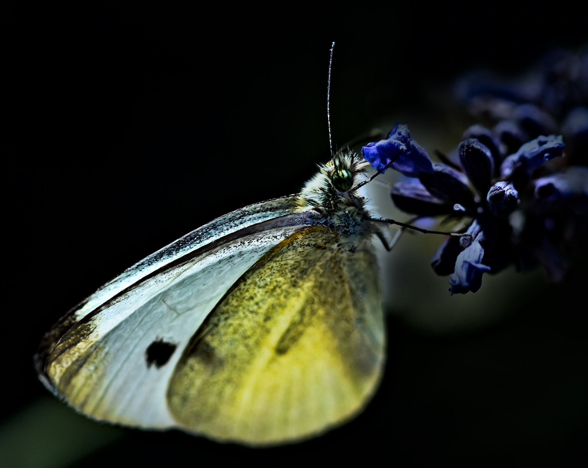 Canon EF 180mm F3.5L Macro USM sample photo. Feeding time.... photography