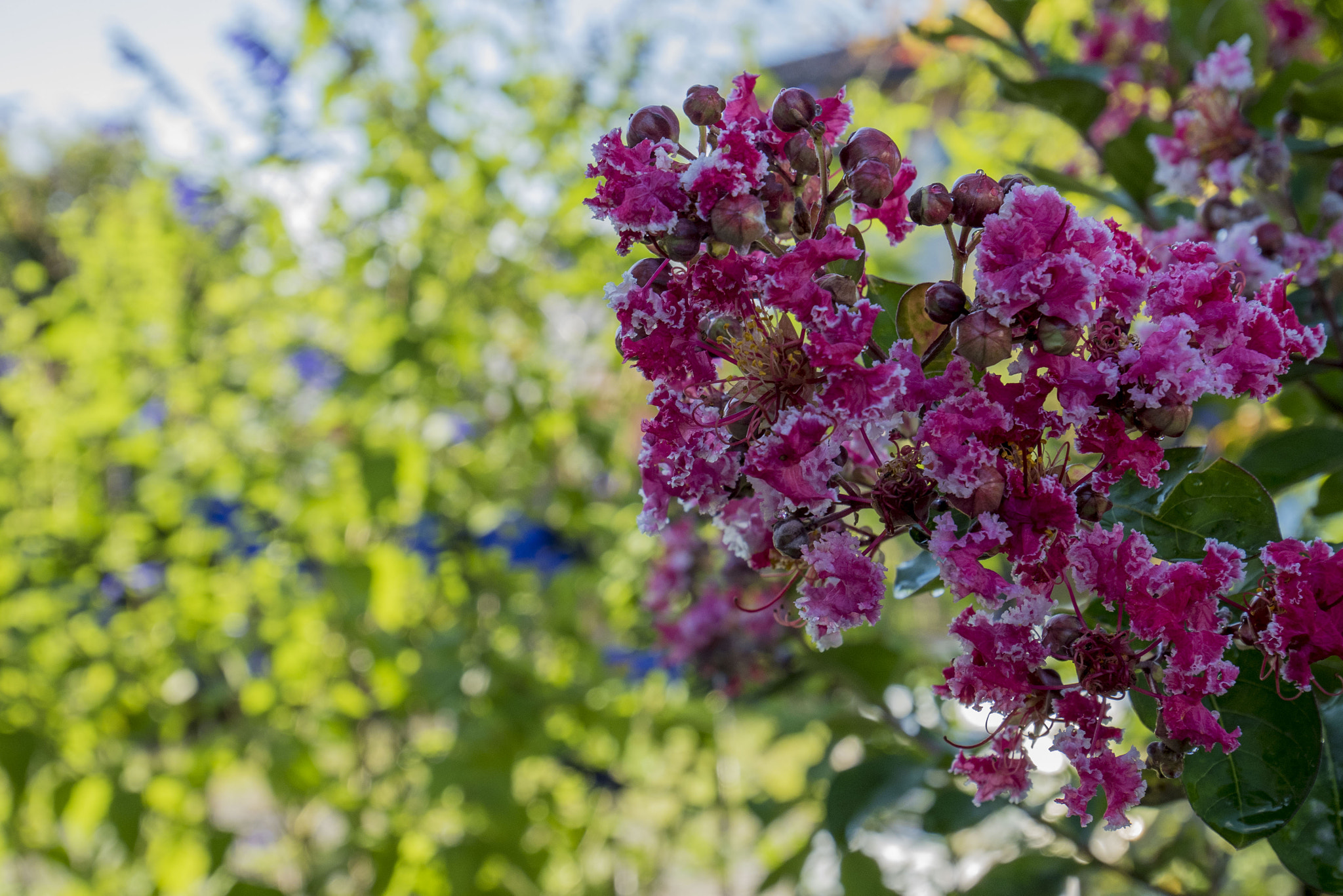 Panasonic Lumix DMC-GM5 sample photo. Summer flowers photography