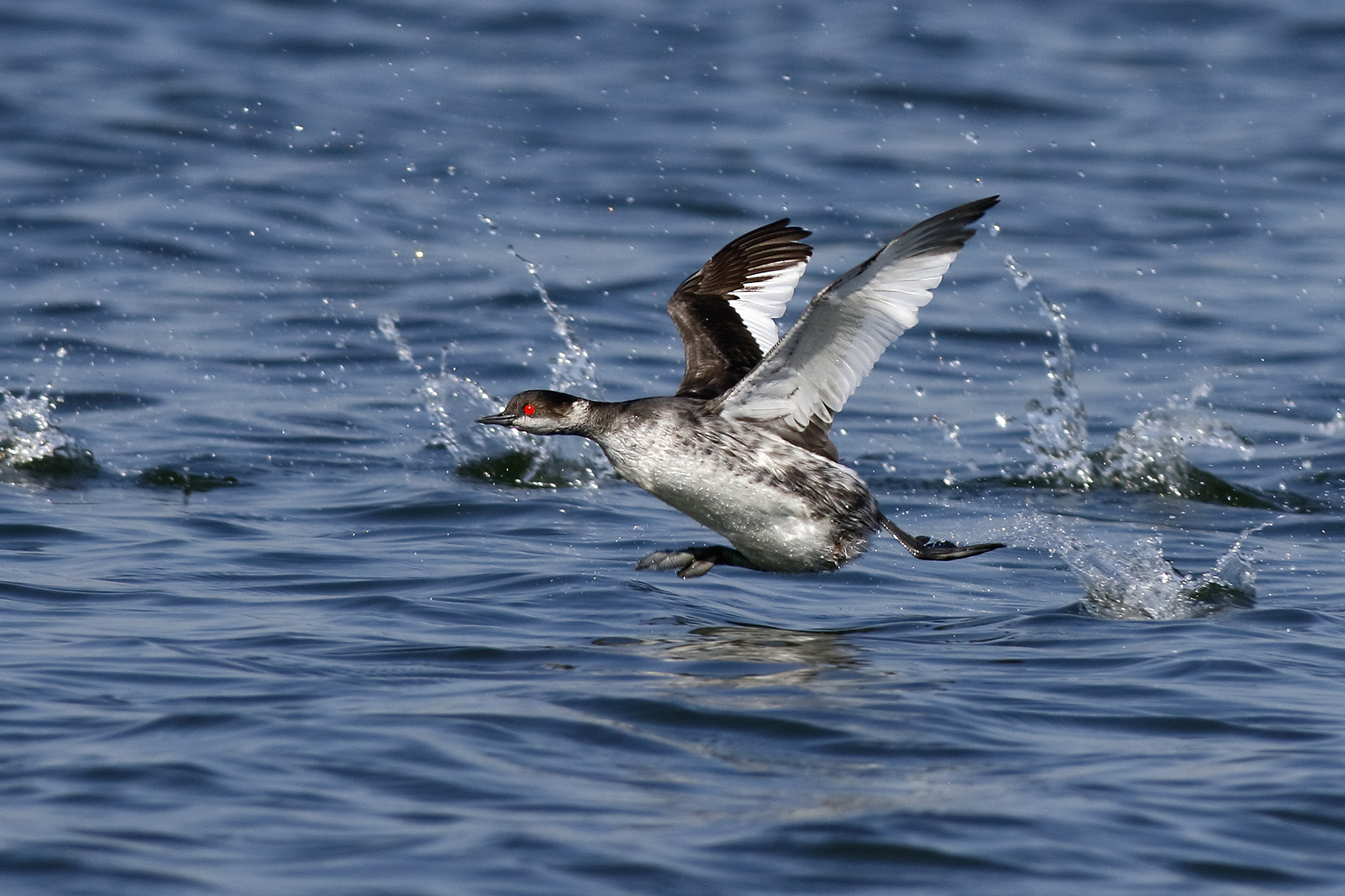 Canon EF 500mm f/4.5L sample photo. Horned grebe photography
