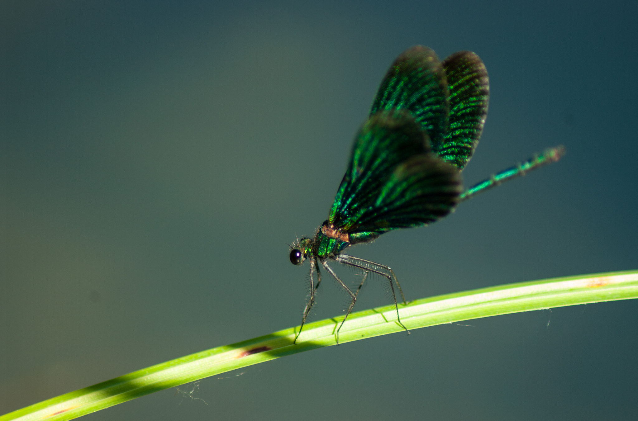 Pentax K20D + Tamron AF 70-300mm F4-5.6 Di LD Macro sample photo. Dragonfly 1 photography