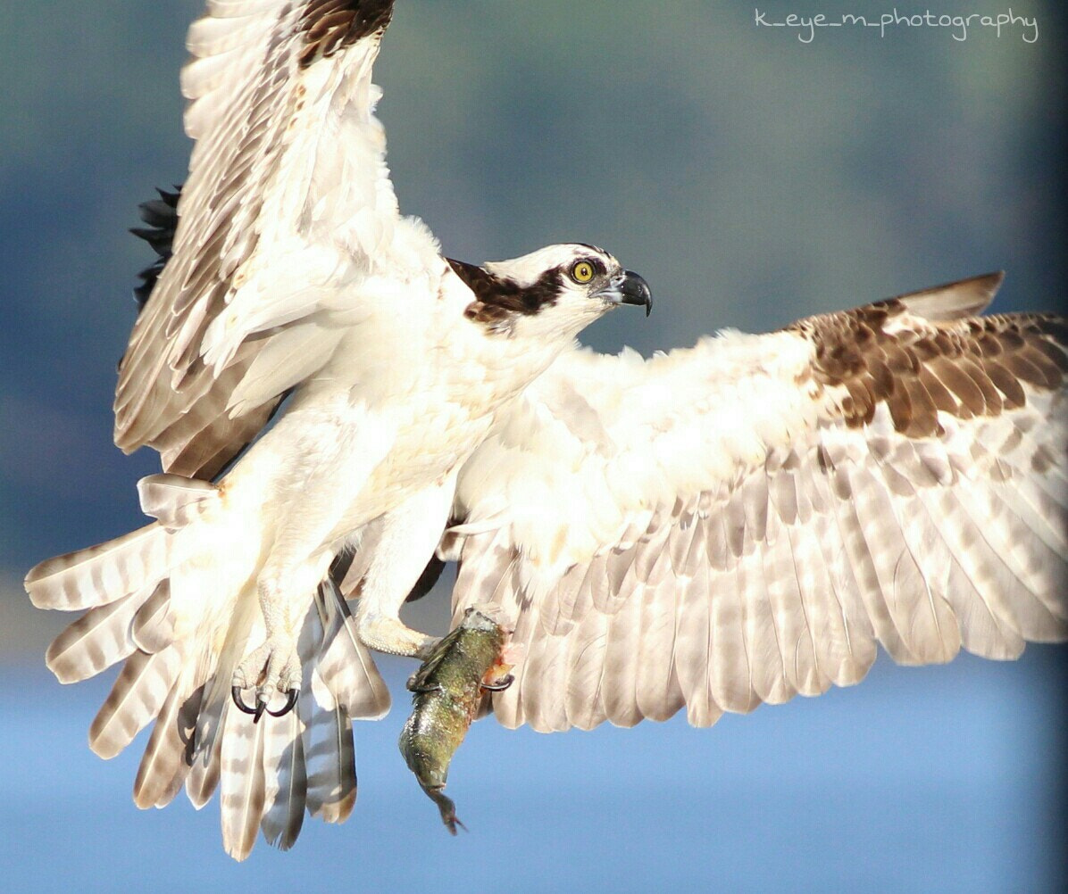 Canon EOS 1200D (EOS Rebel T5 / EOS Kiss X70 / EOS Hi) + Canon EF 400mm F5.6L USM sample photo. Male osprey with a  fresh catch  photography