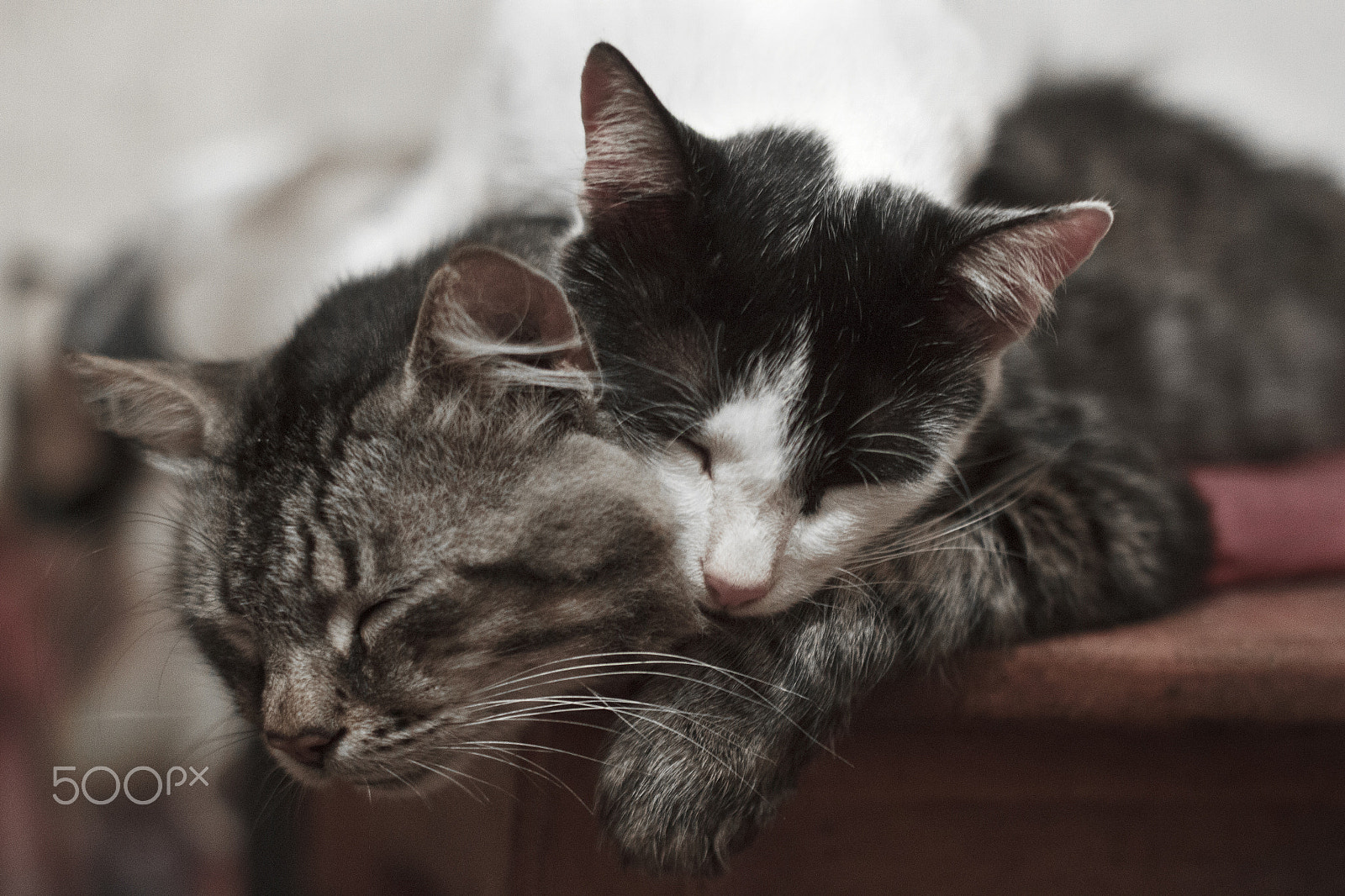 Canon EF 35-80mm f/4-5.6 sample photo. Peaceful sleep. photography