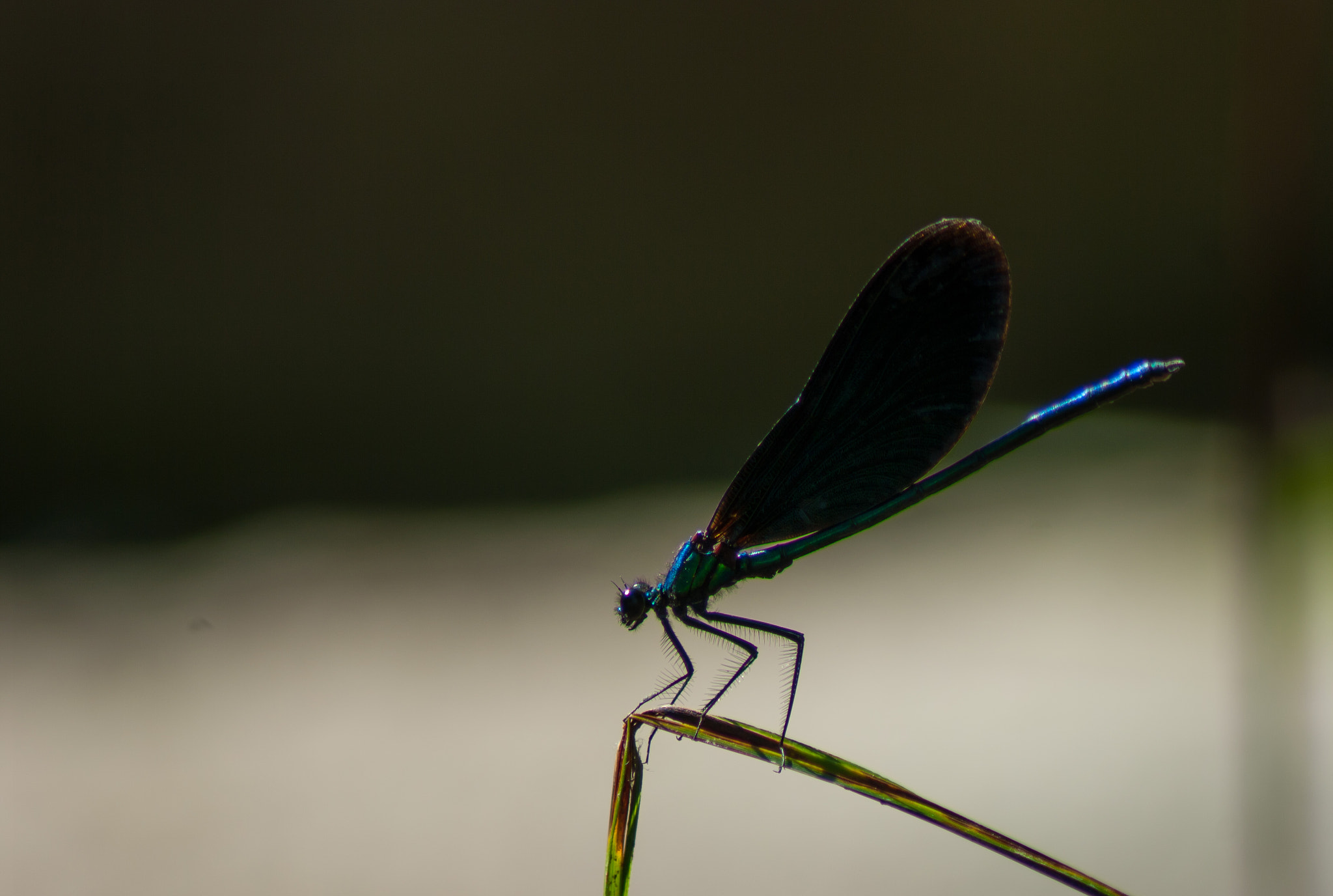 Tamron AF 70-300mm F4-5.6 Di LD Macro sample photo. Dragonfly 2 photography