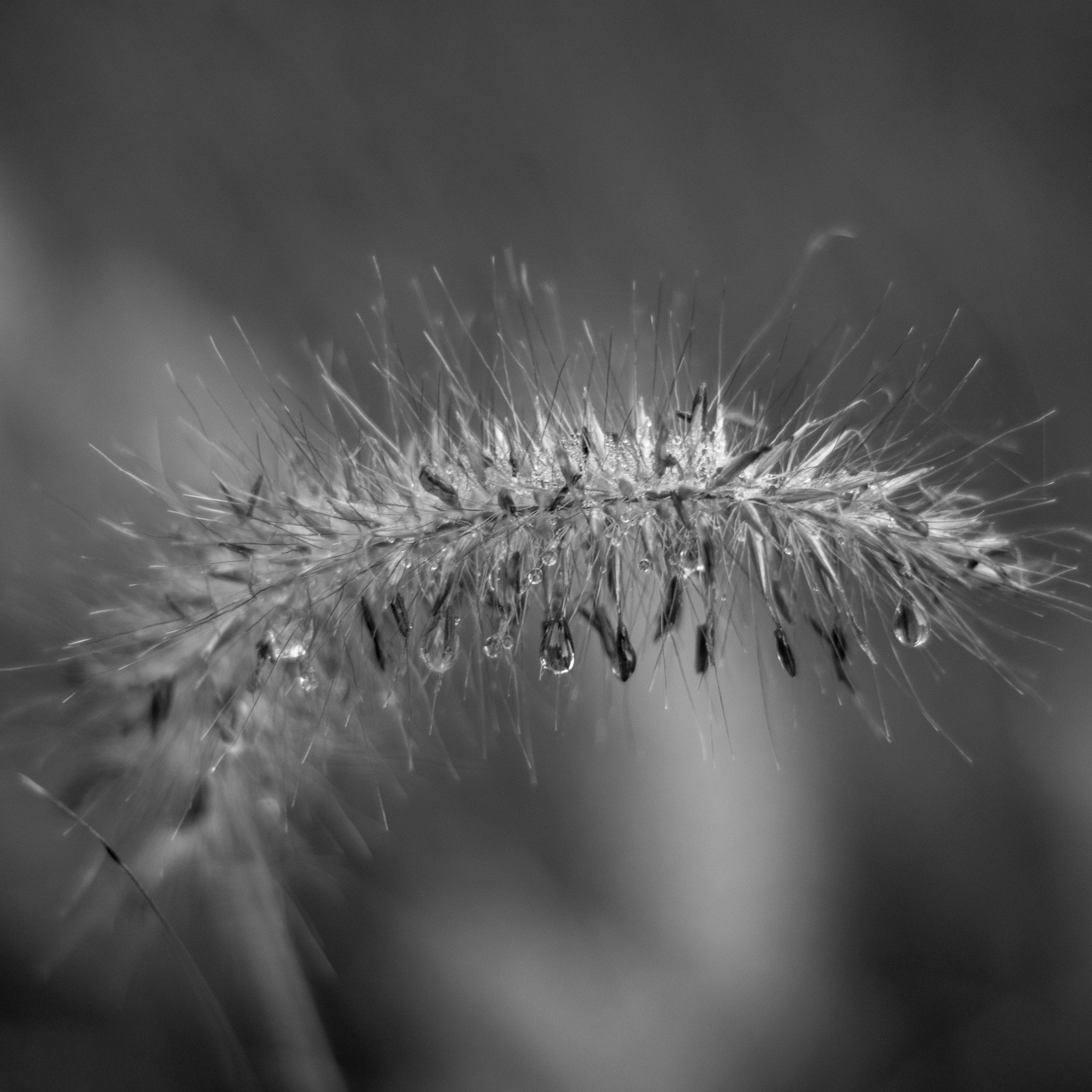 Sony SLT-A77 + Sony DT 50mm F1.8 SAM sample photo. Morning dew photography
