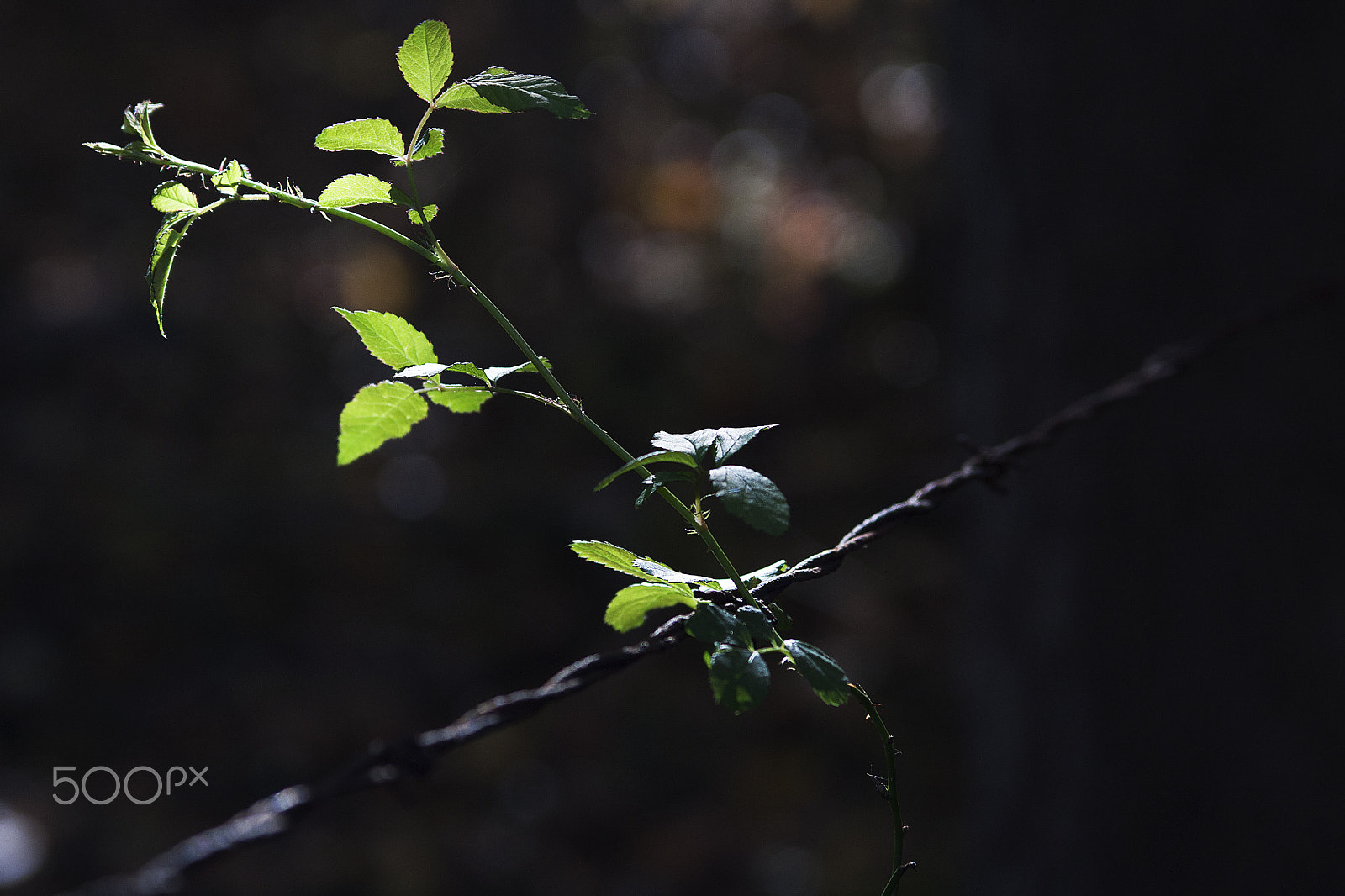 Canon EOS 450D (EOS Rebel XSi / EOS Kiss X2) sample photo. Vine on barbwire photography