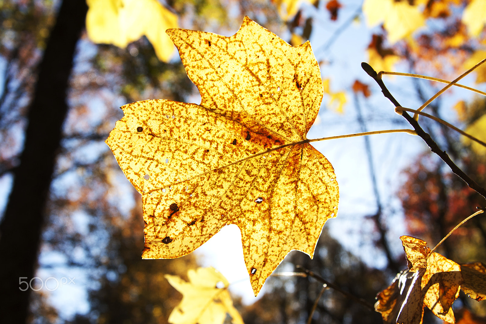 Canon EOS 450D (EOS Rebel XSi / EOS Kiss X2) sample photo. Yellow leaf photography