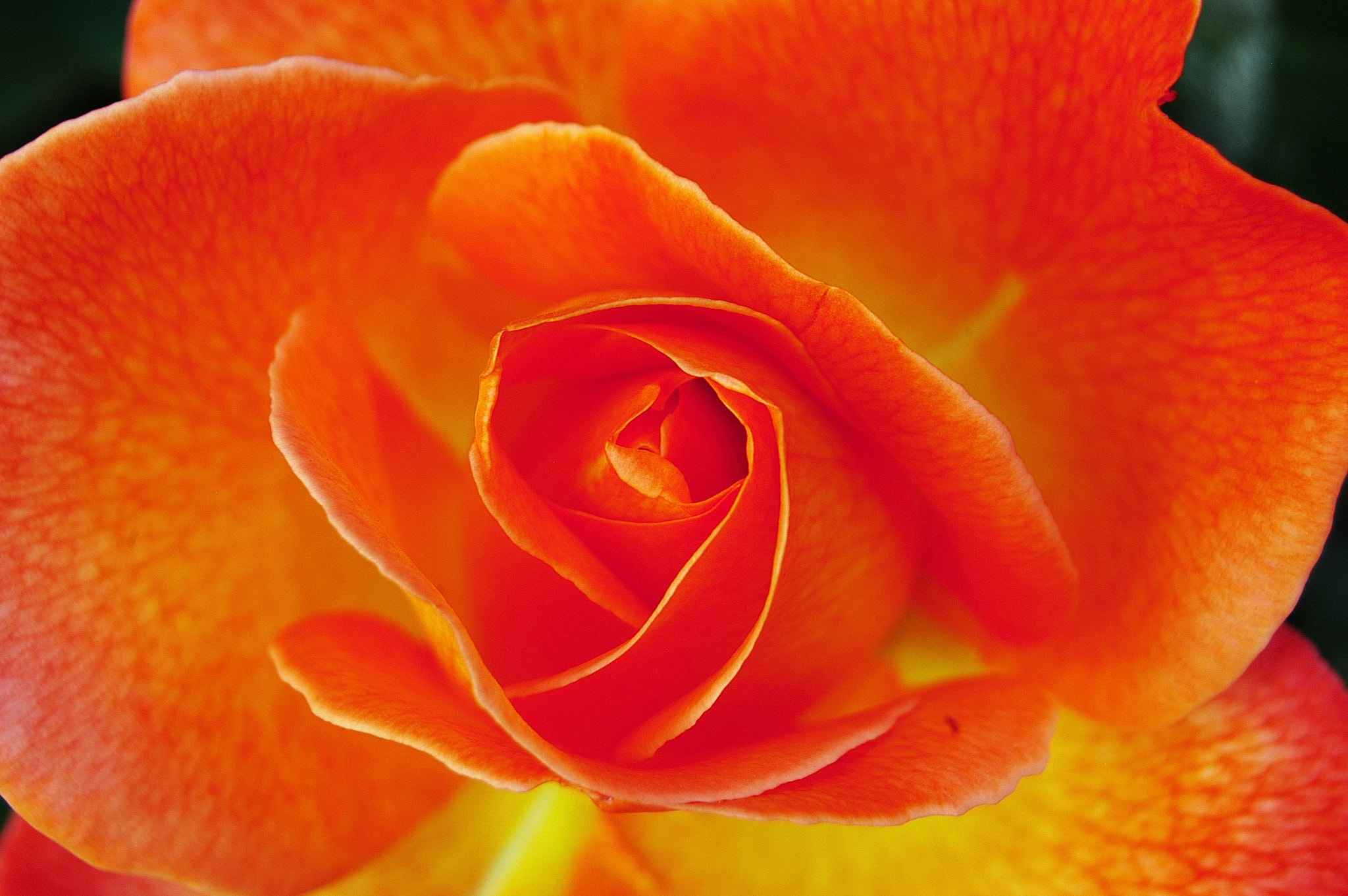Nikon D100 sample photo. Mrs rose photography