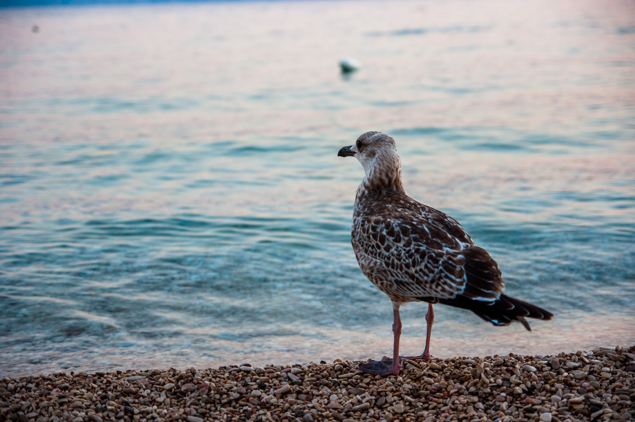 Pentax K20D + Tamron SP AF 17-50mm F2.8 XR Di II LD Aspherical (IF) sample photo. Seagull at povile beach photography