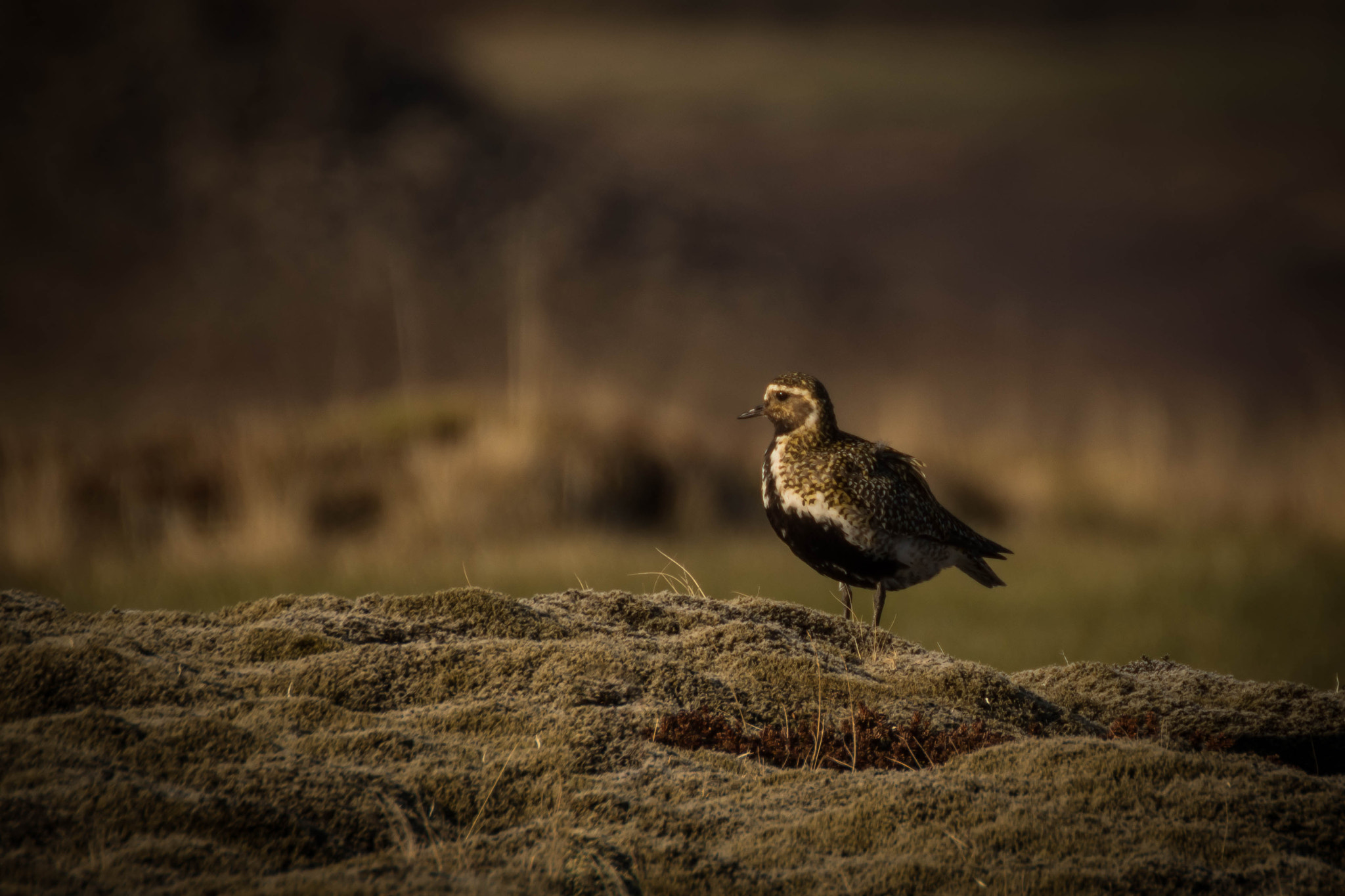 Canon EOS 80D + Tamron SP 35mm F1.8 Di VC USD sample photo. Iceland bird photography