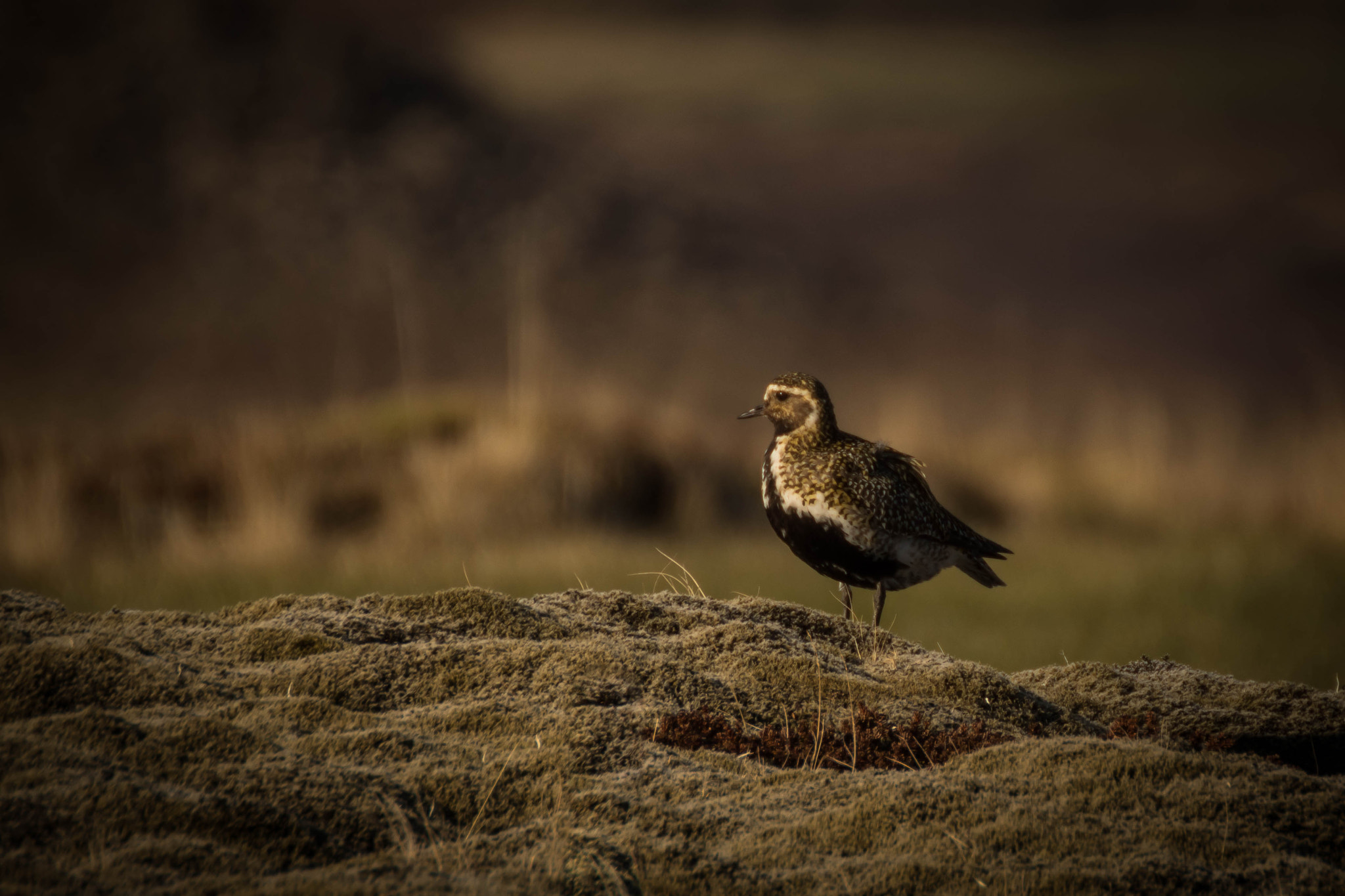 Tamron SP 35mm F1.8 Di VC USD sample photo. Iceland bird photography