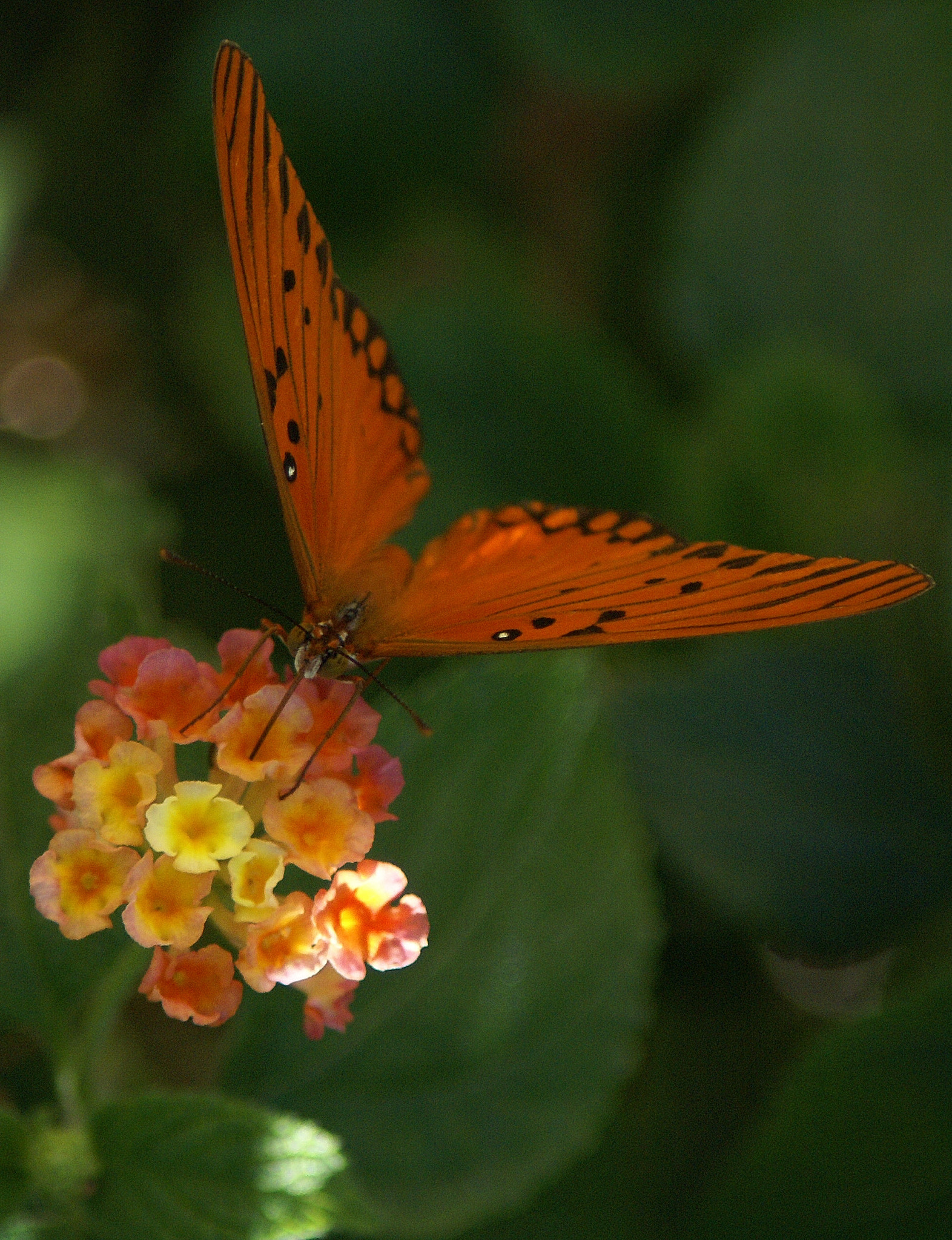 Sony Alpha DSLR-A100 + Minolta AF 70-210mm F4.5-5.6 [II] sample photo. Butterfly photography