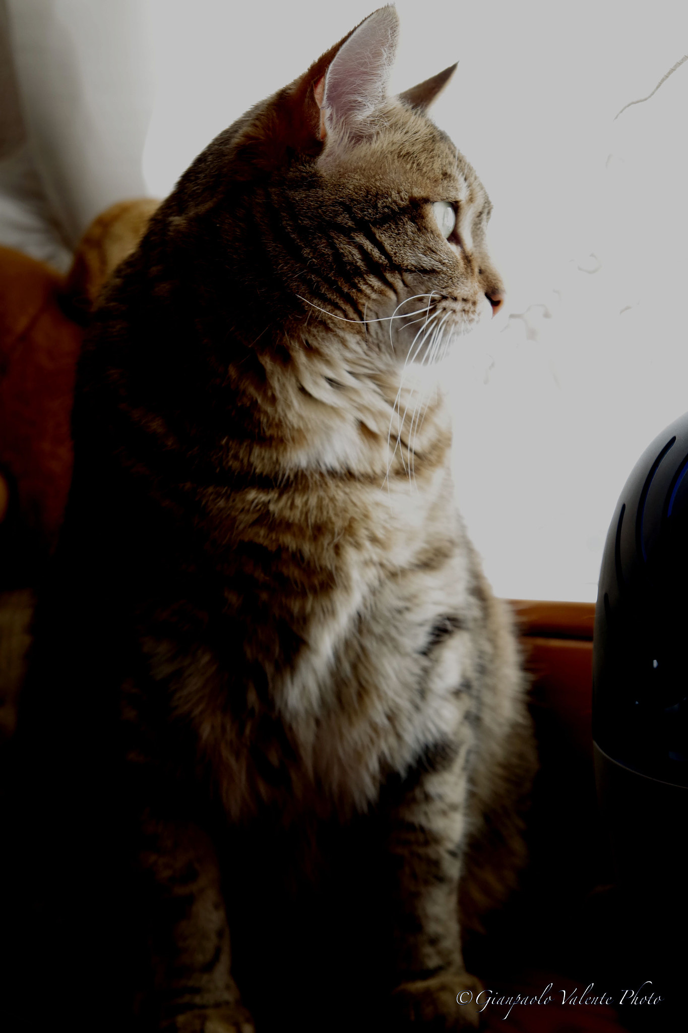 Pentax K-S2 sample photo. Cloetta <3 photography