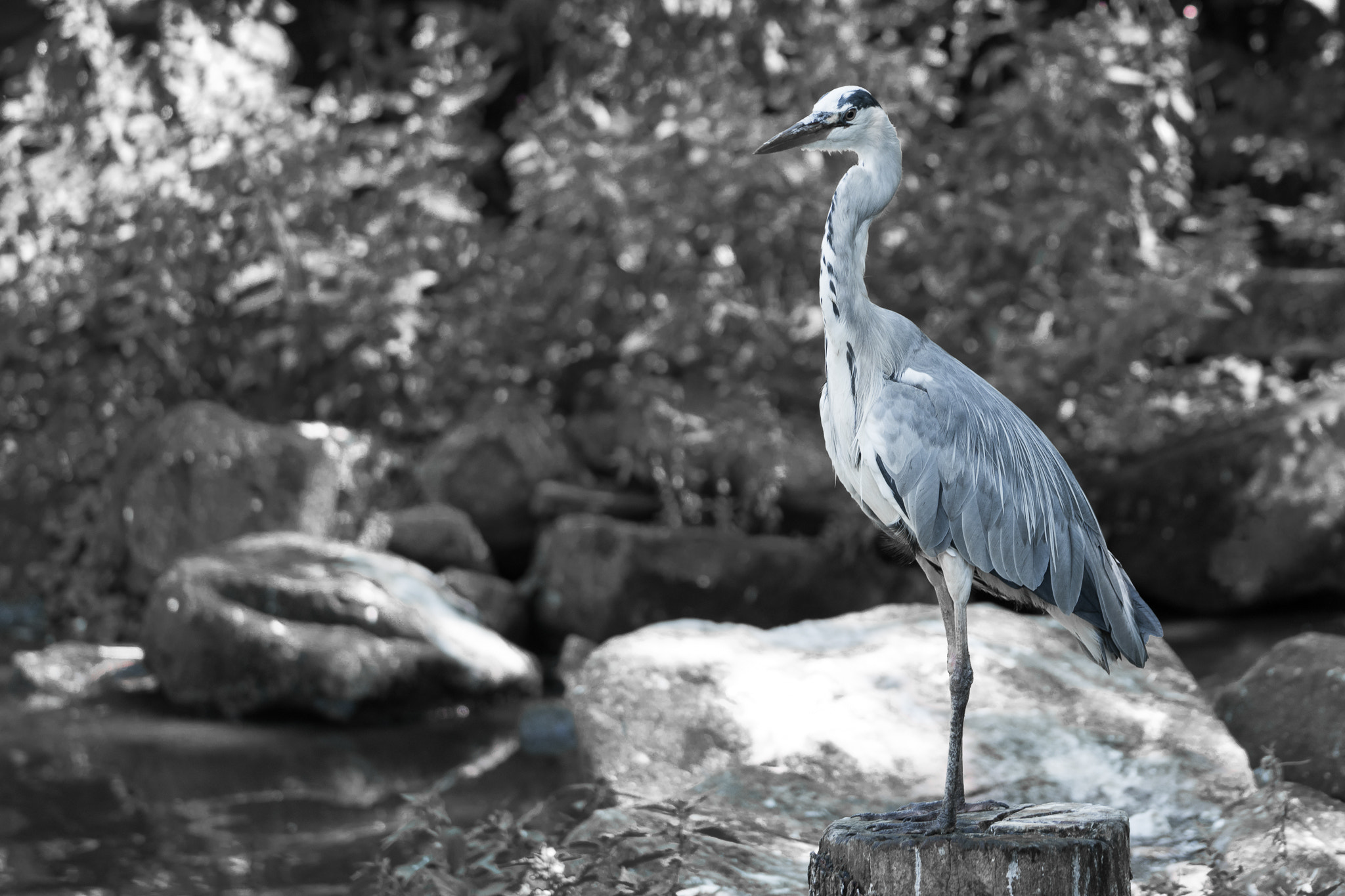 Sony a6300 + Sony FE 70-200mm F4 G OSS sample photo. Nature photography