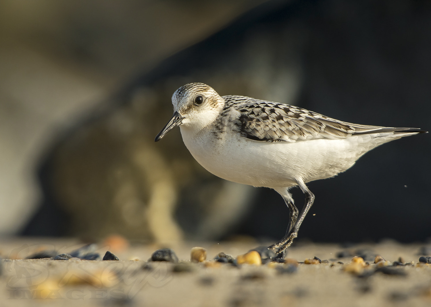 Nikon D7200 sample photo. Beach comber (sanderling) photography