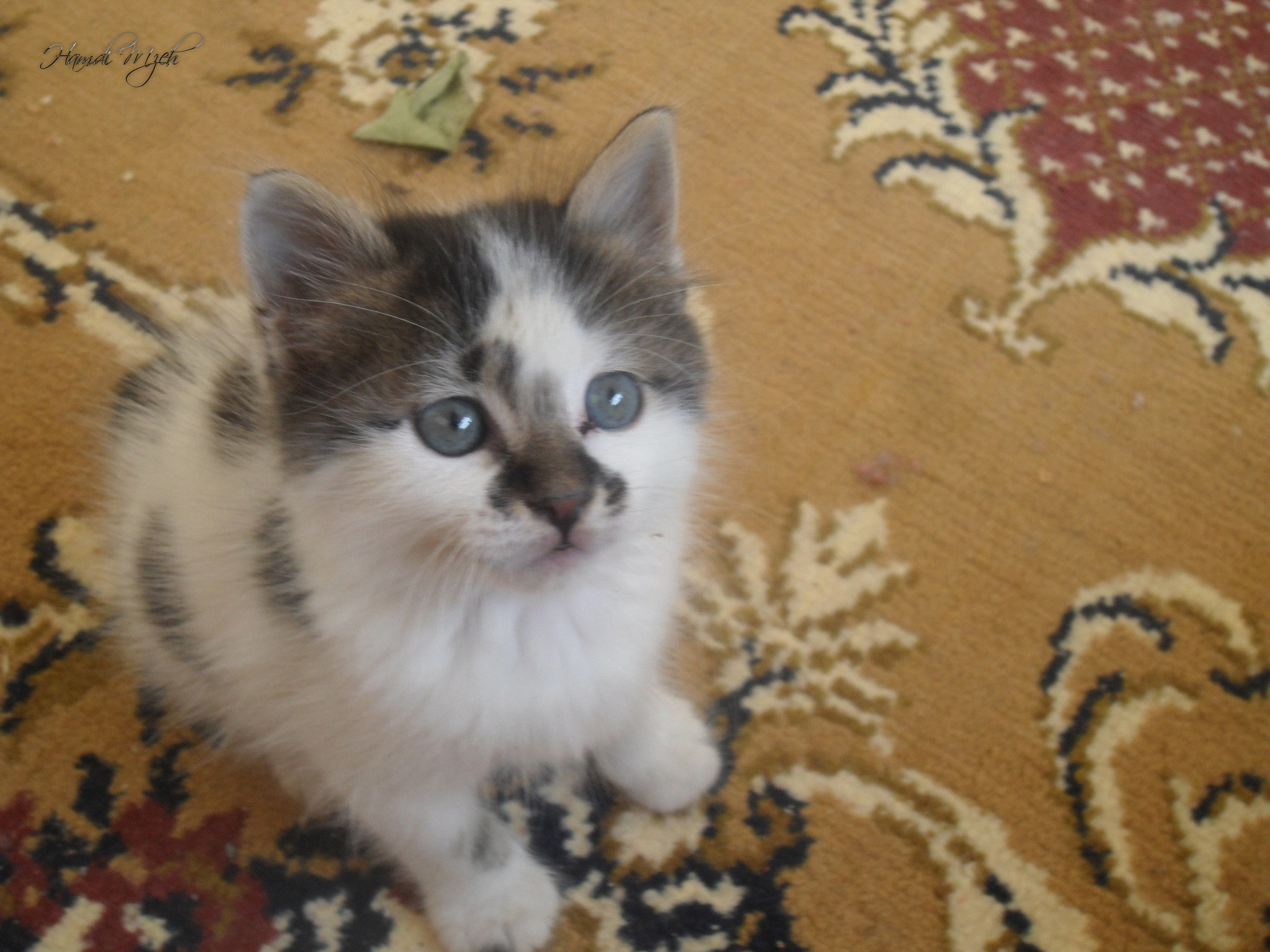 Samsung ST500 /  ST510 / VLUU ST500 /  TL220 sample photo. Cute kitten photography