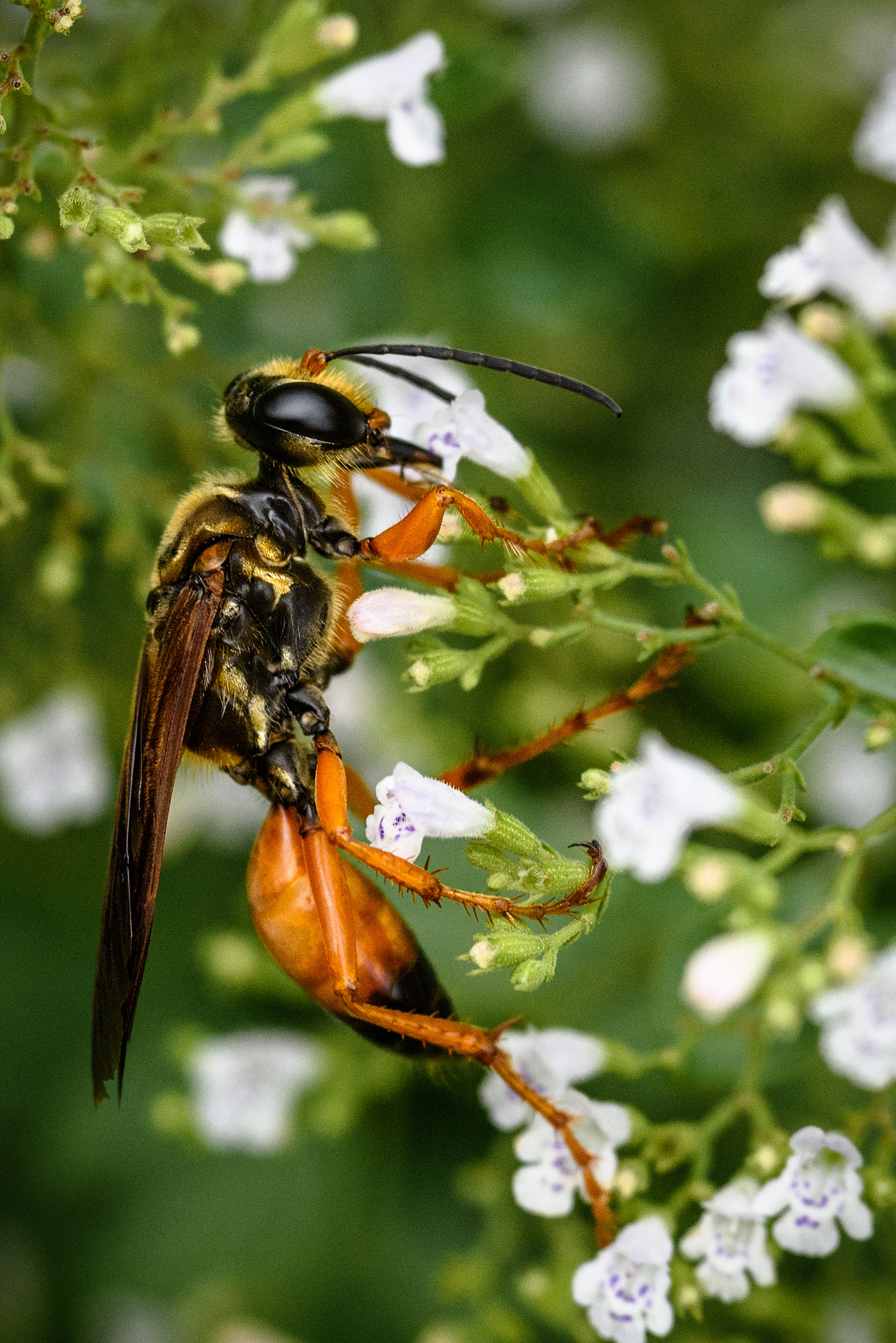 Nikon D750 + AF Micro-Nikkor 105mm f/2.8 sample photo. Rogue wasp photography