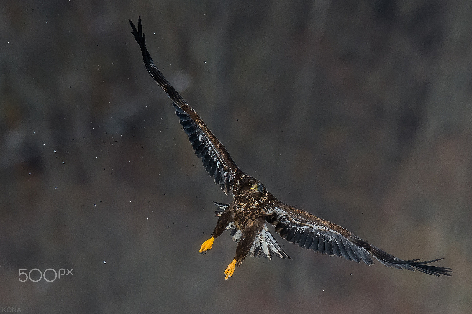 Nikon AF-S Nikkor 400mm F2.8G ED VR II sample photo. Ojirowasi photography
