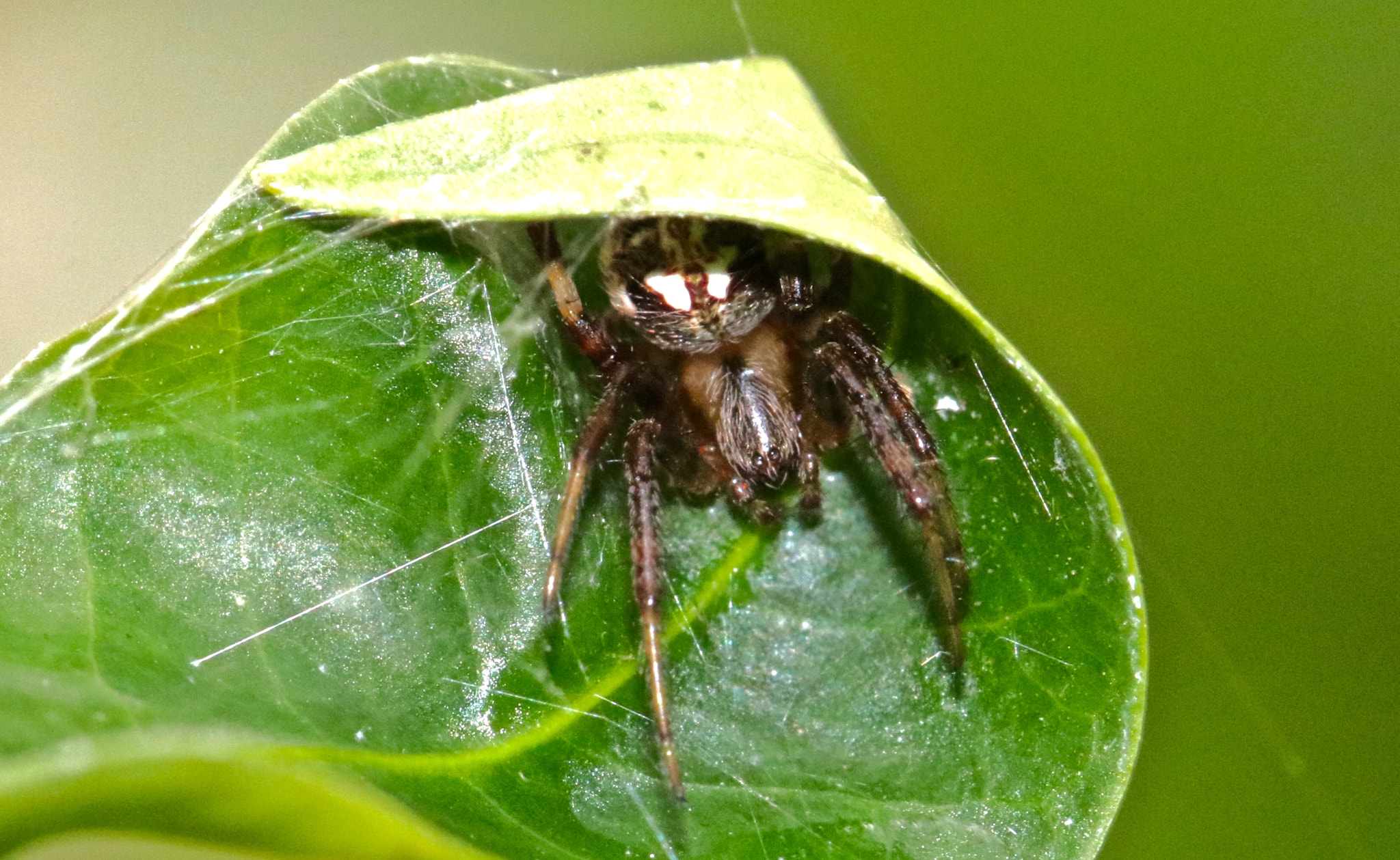 Canon EOS 80D + Canon EF 100mm F2.8L Macro IS USM sample photo. Tiny orb weaver photography