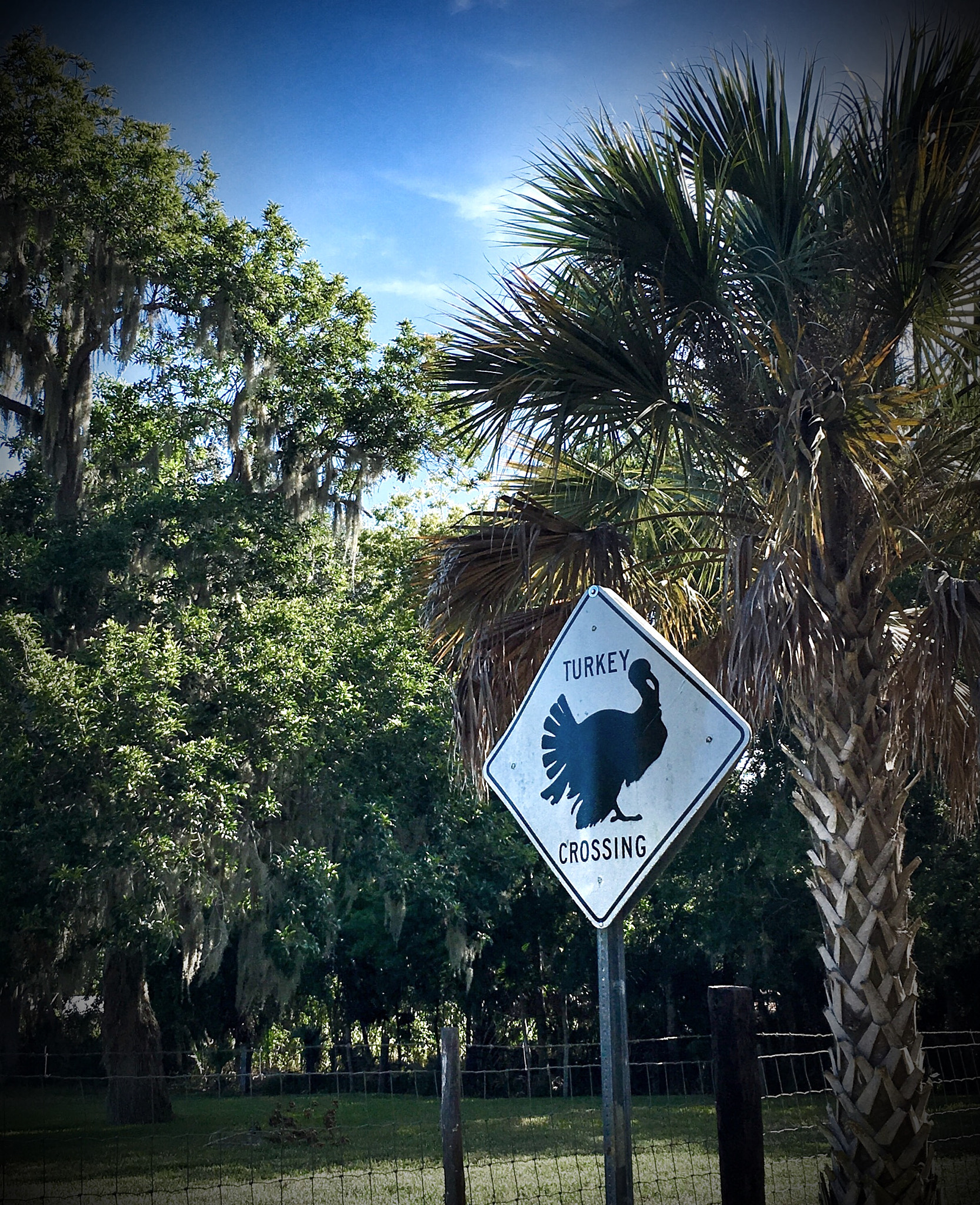 Apple iPhone8,1 sample photo. Road signage photography