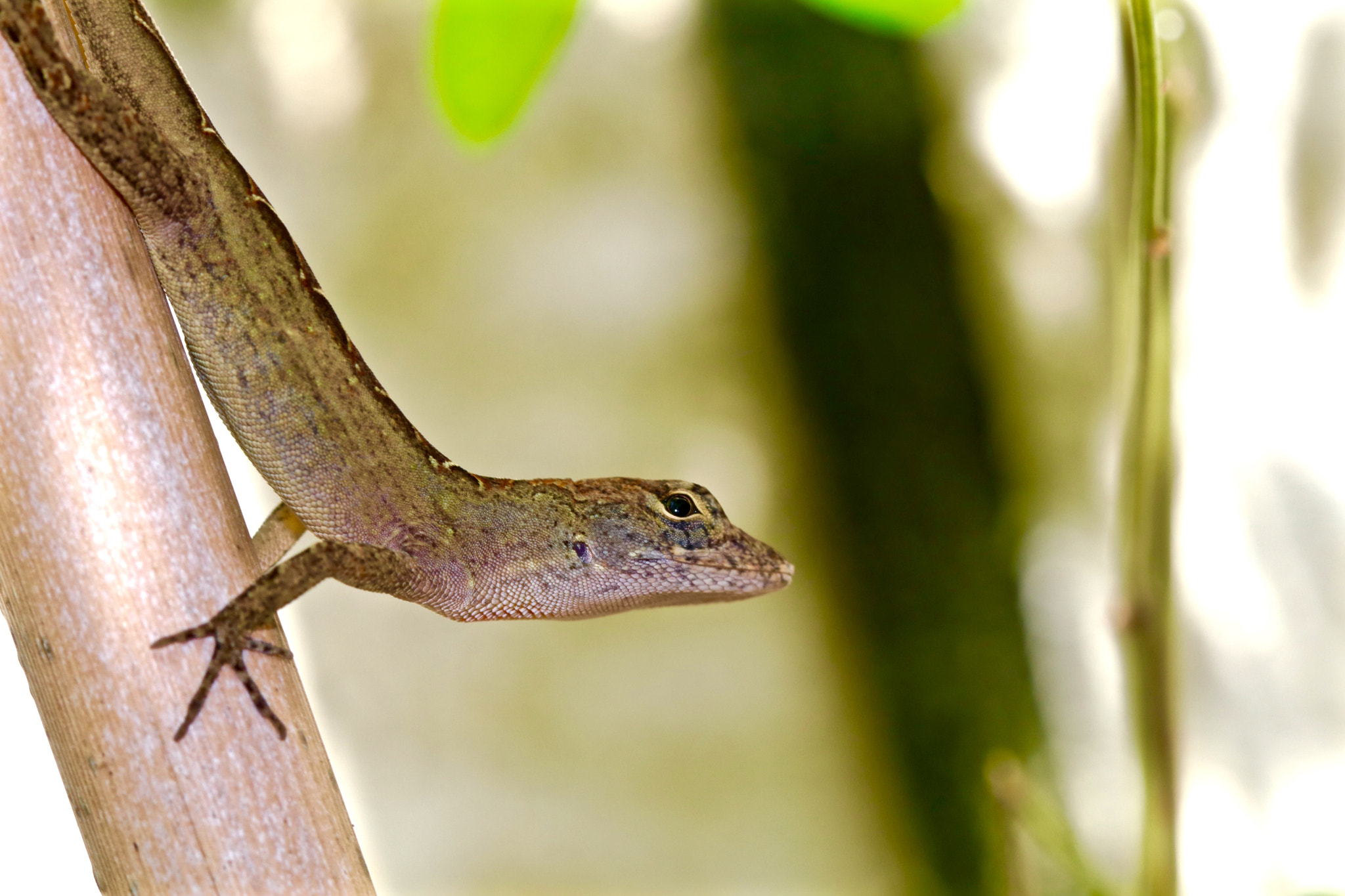Canon EOS 80D + Canon EF 100mm F2.8L Macro IS USM sample photo. The anole stance photography