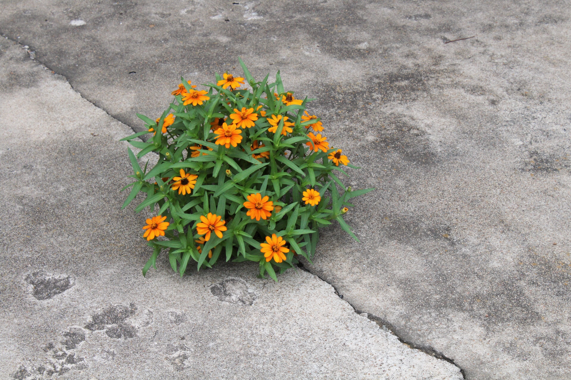 Canon EF-S 18-55mm F3.5-5.6 IS II sample photo. Zinnia photography