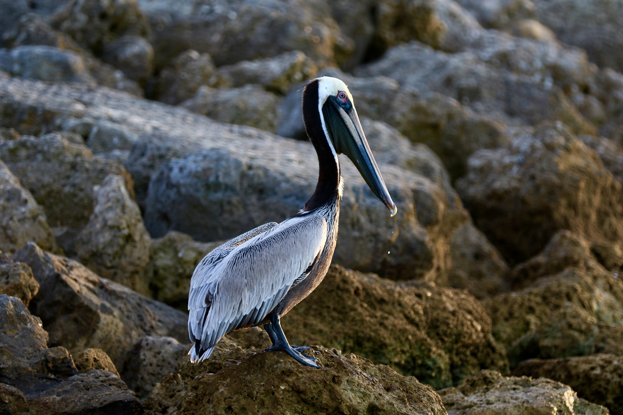 Canon EF 70-200mm F2.8L IS II USM sample photo