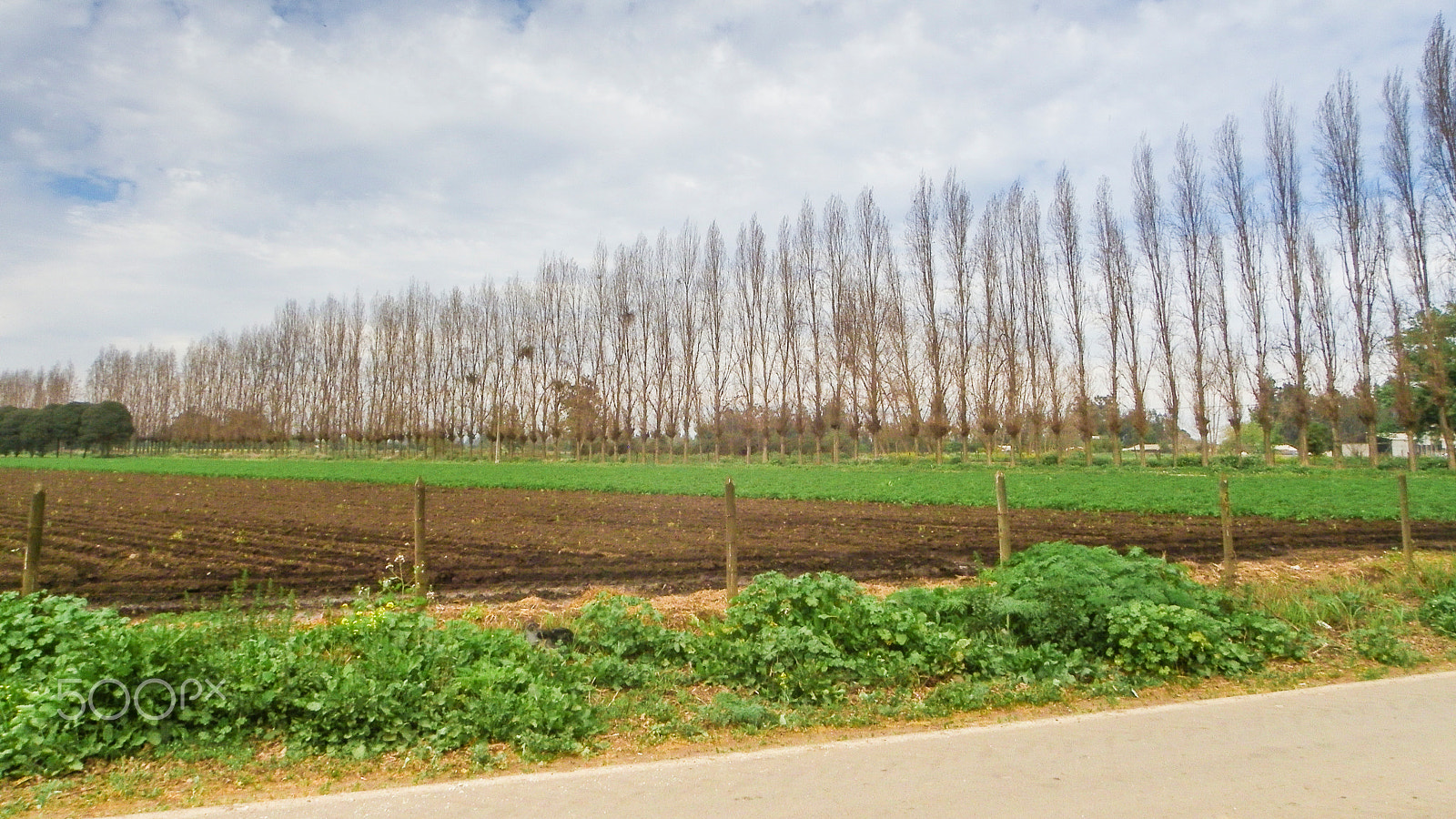 Pentax X90 sample photo. Rows of trees photography