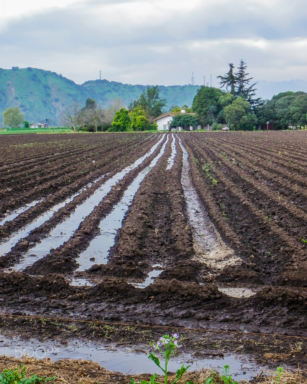 Pentax X90 sample photo. Lines in the land photography