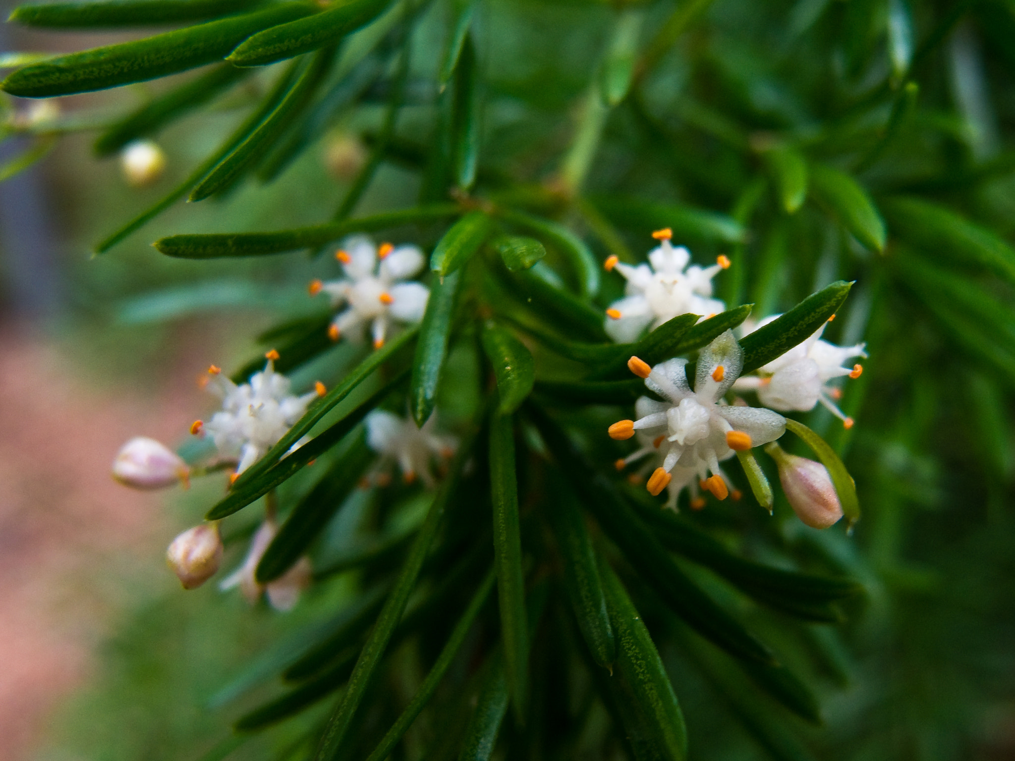 PENTAX RICOH IMAGING PENTAX MX-1 sample photo. Asparagus fern photography