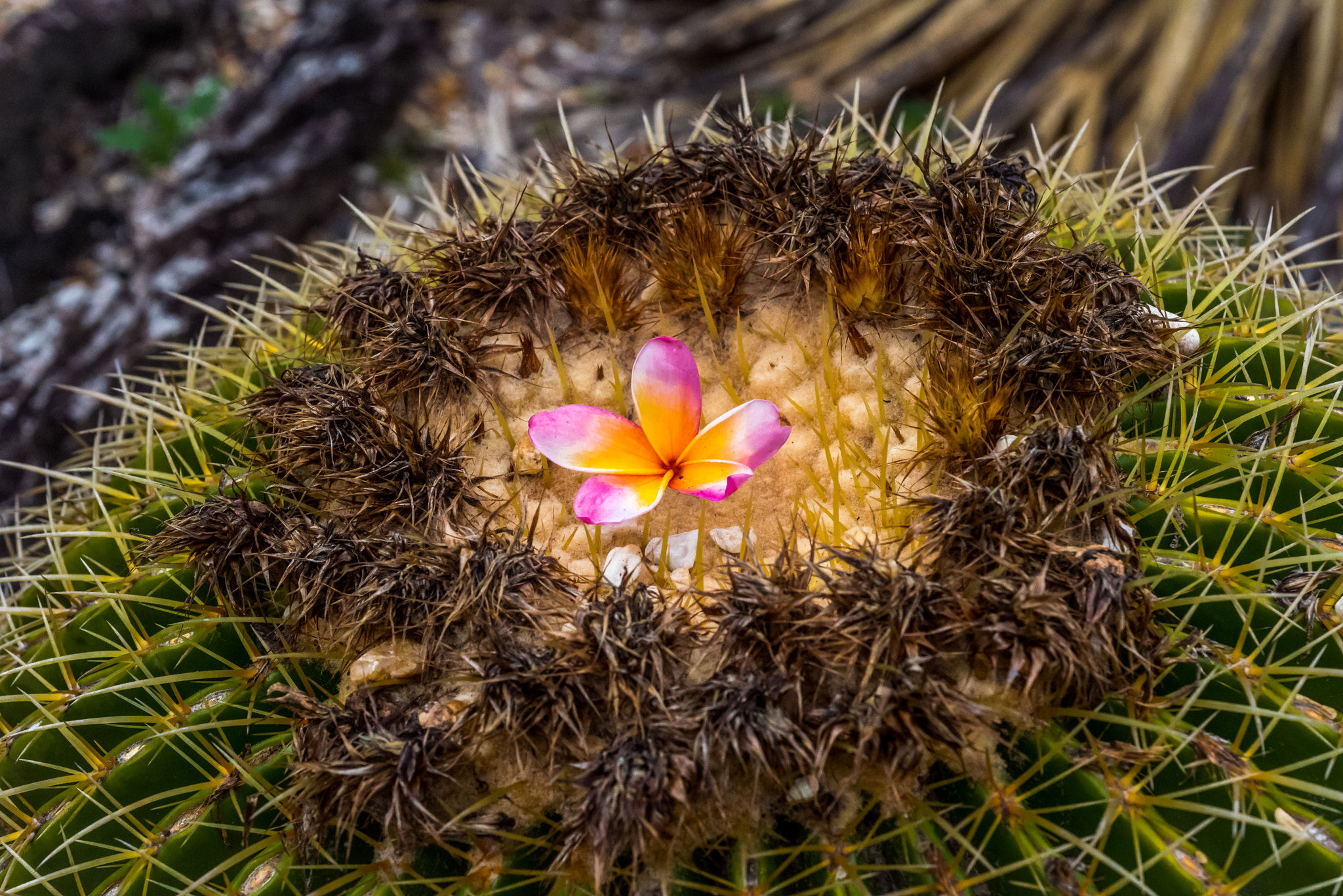 Nikon AF Micro-Nikkor 60mm F2.8D sample photo. Flower in the rough photography