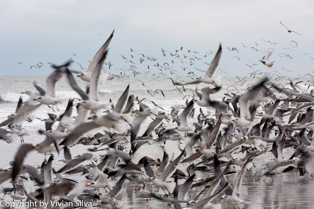 Canon EOS 40D sample photo. Cape canaveral beach fl photography