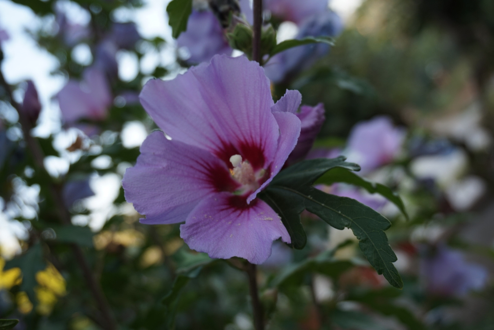 Sony Alpha QX1 sample photo. Nice flower  photography