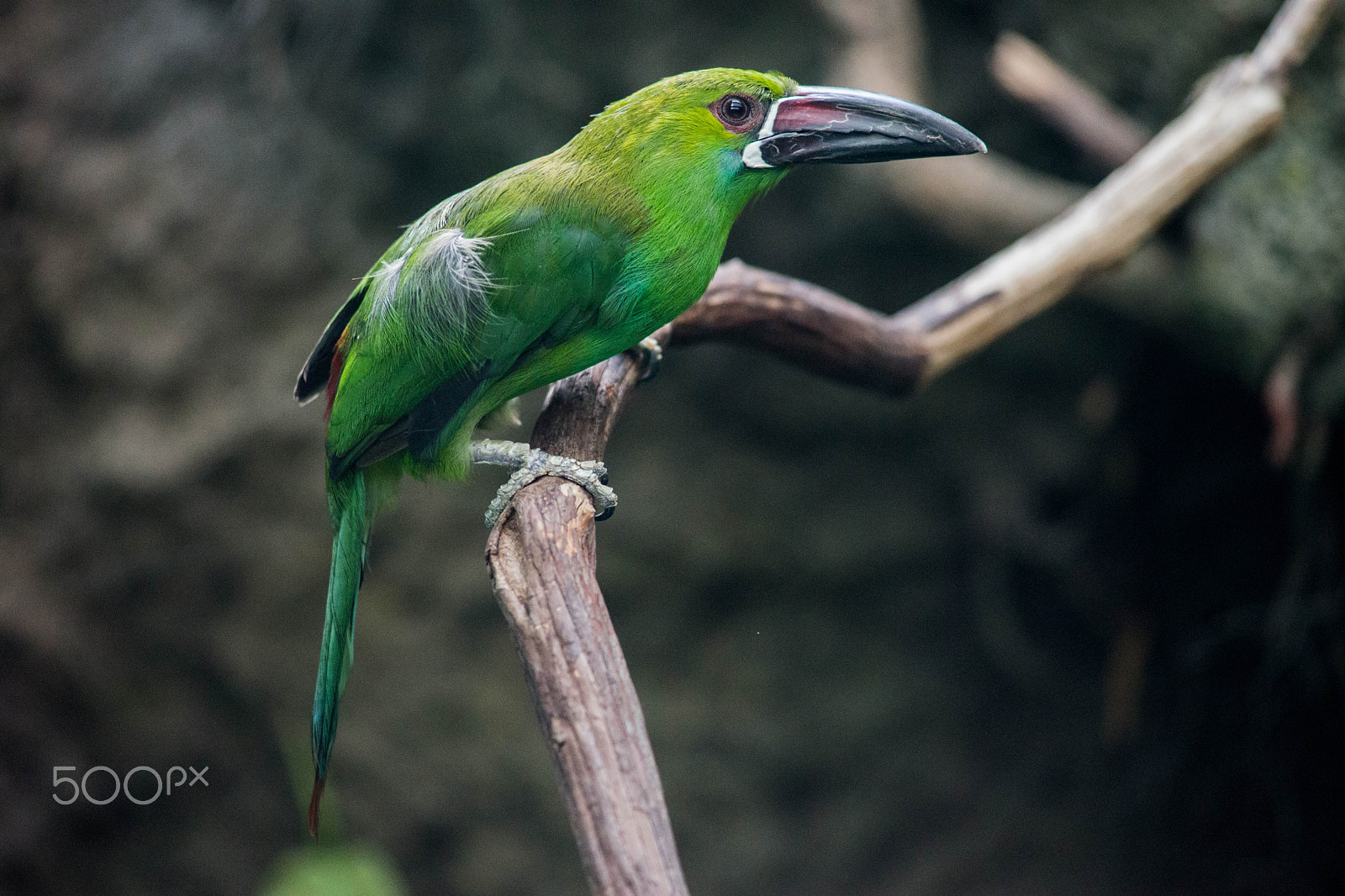 Minolta AF 80-200mm F2.8 HS-APO G sample photo. Green bird photography