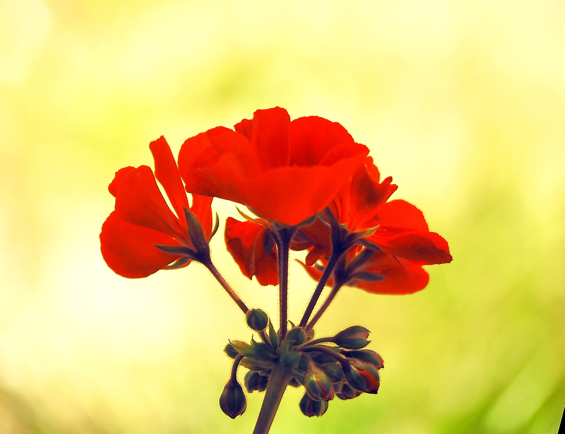 Panasonic Lumix G Vario 45-200mm F4-5.6 OIS sample photo. Flower photography