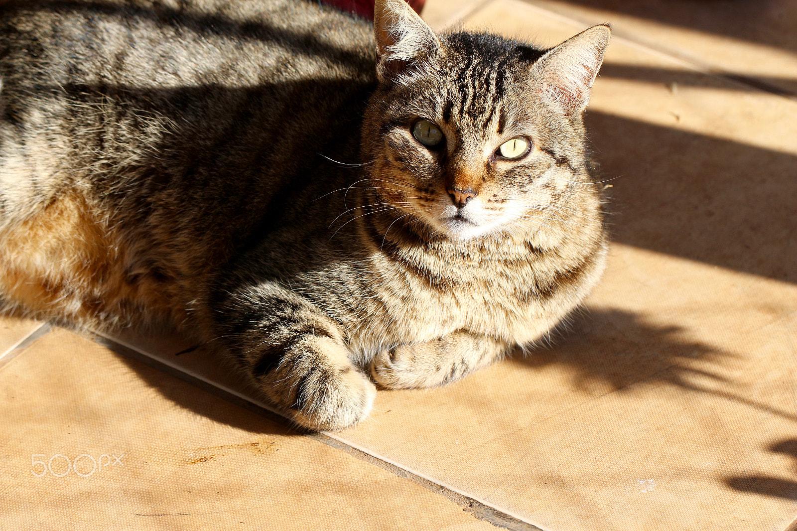 Canon EF 100mm F2.8L Macro IS USM sample photo. Smart... photography