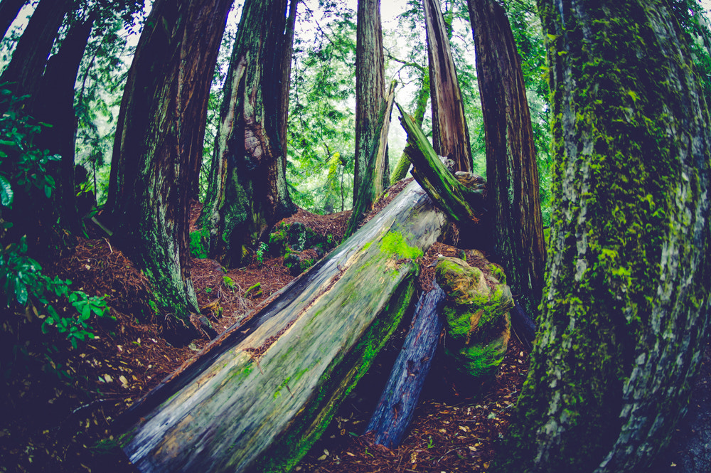Pentax K-3 sample photo. Pentax kbig basin edited photography