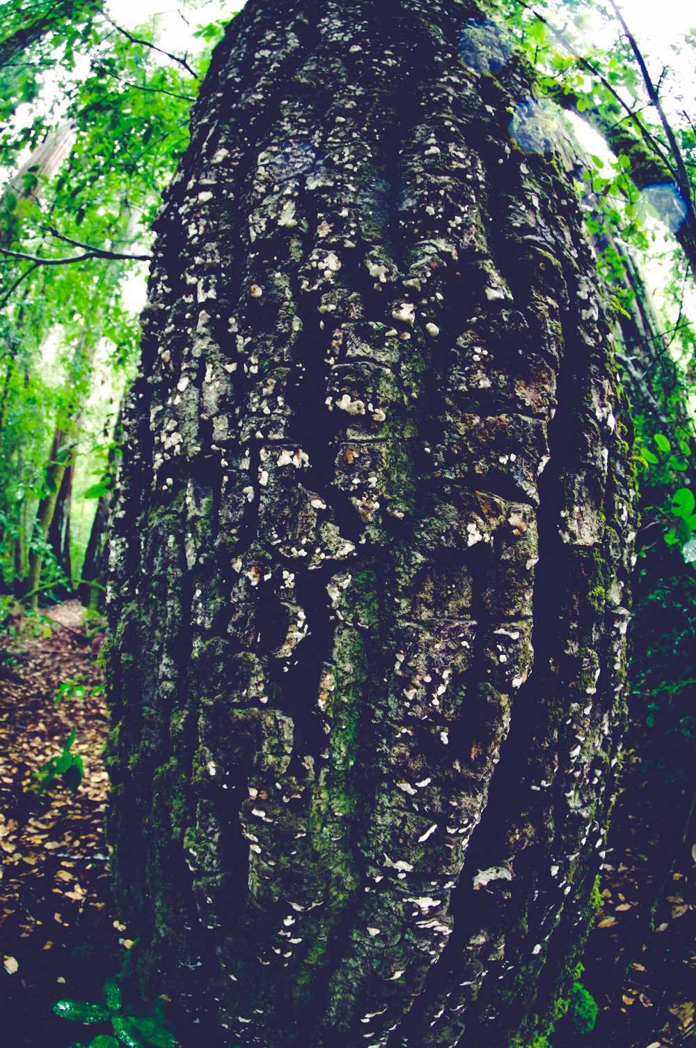 Pentax K-3 sample photo. Pentax kbig basin edited photography