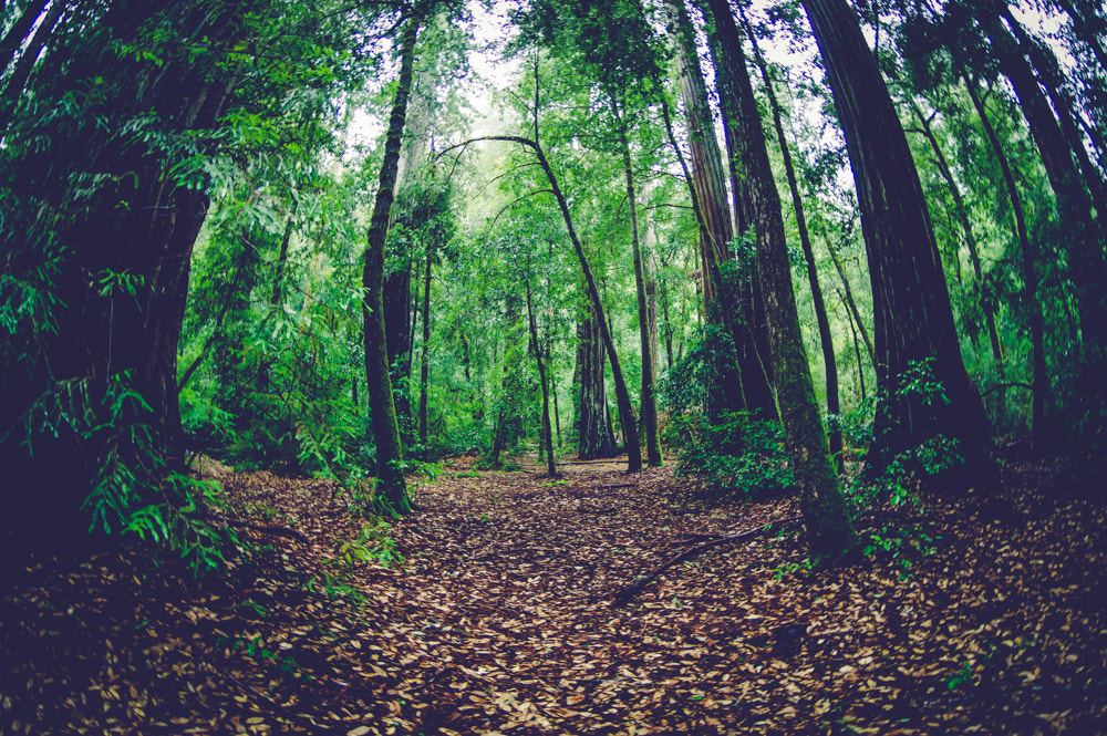 Pentax K-3 sample photo. Pentax kbig basin edited photography