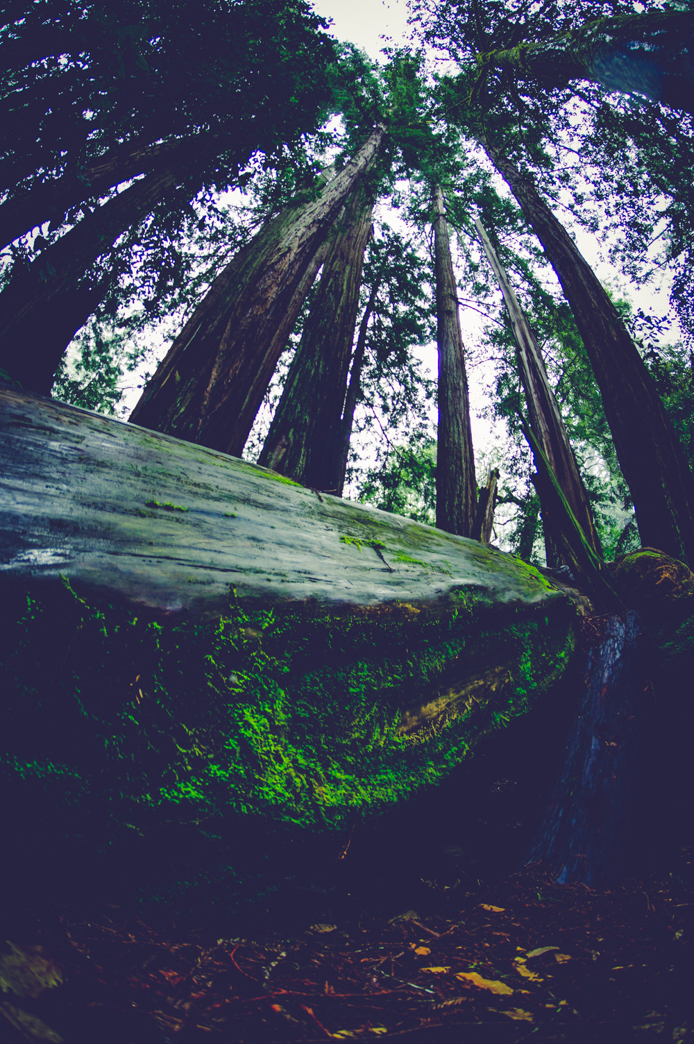 Pentax K-3 sample photo. Pentax kbig basin edited photography