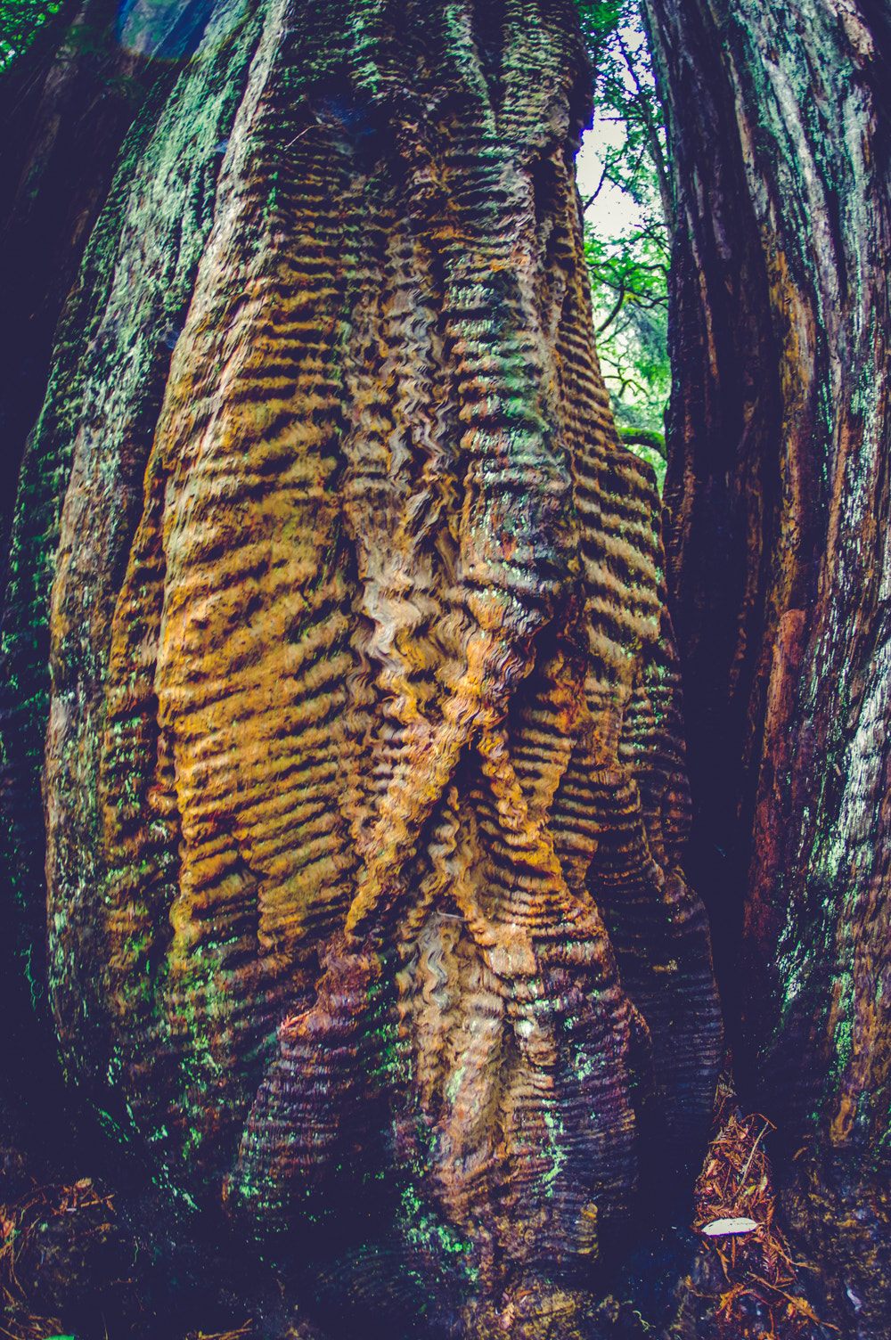 Pentax K-3 sample photo. Pentax kbig basin edited photography