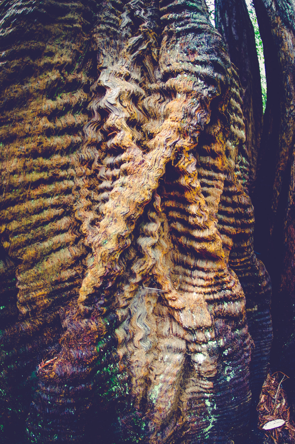 Pentax K-3 sample photo. Pentax kbig basin edited photography